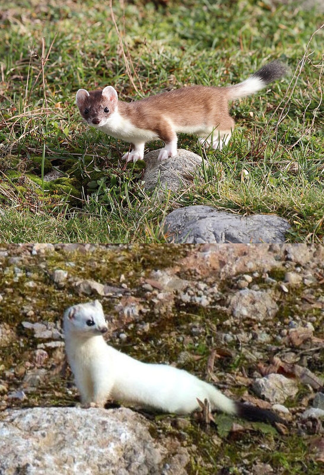 Na planszy widoczne są dwa osobniki gronostaja. Zwierzęta mają długi tułów, krótkie odnóża, małe głowy z zaokrąglonymi uszami oraz pociągłe ogony. Jeden z nich ma sierść koloru czekoladowo‑brązowego na grzbiecie oraz żółto‑białego na brzuchu, drugi ma białe futro z czarnym końcem ogona.
