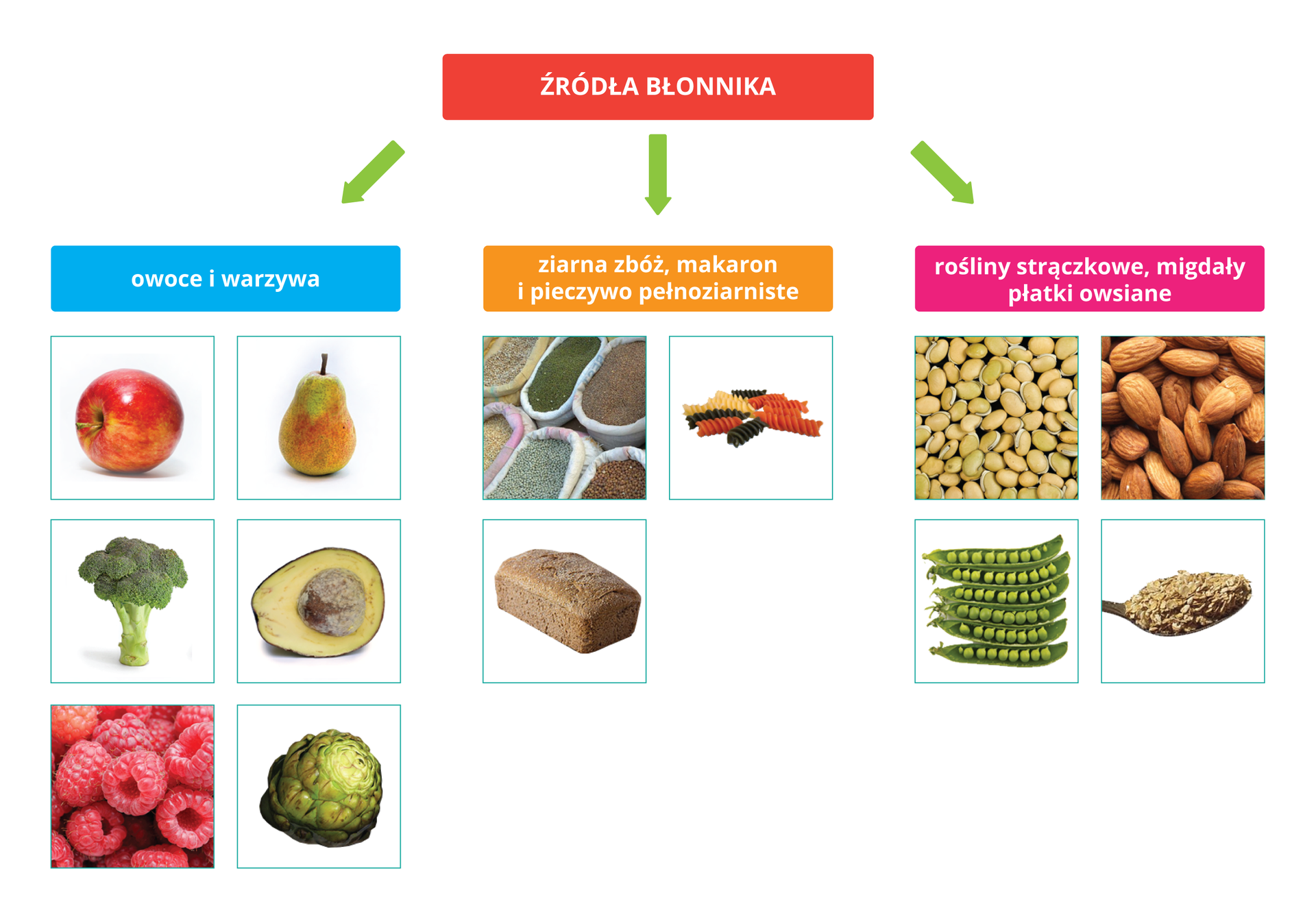 Schemat przedstawia podział źródeł błonnika na: owoce i warzywa, ziarna zbóż, makaron i pieczywo pełnoziarniste oraz rośliny strączkowe, migdały, płatki owsiane. Pod napisem owoce i warzywa znajdują się kwadratowe ilustracje przedstawiające: czerwone jabłko, gruszkę, brokuł, przekrojone na pół awokado, maliny oraz karczoch. Pod napisem ziarna zbóż, makaron i pieczywo pełnoziarniste znajdują się trzy zdjęcia: pierwsze przedstawia różne ziarna znajdujące się w białych workach, następne przedstawia makaron świderki w kolorze czerwonym, czarnym i żółtym. Trzecia fotografia przedstawia bochenek chleba pełnoziarnistego. Pod napisem rośliny strączkowe, migdały, płatki owsiane znajdują się cztery fotografie przedstawiające kolejno: nasiona fasoli, migdały, zielony groszek i łyżkę płatków owsianych.