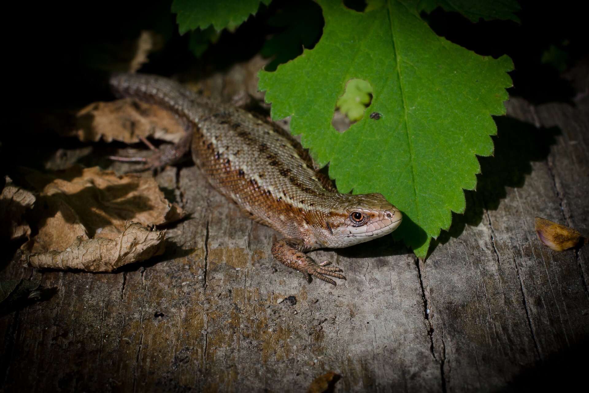 Na planszy widnieje jaszczurka żyworodna. Ma ona jasne podbrzusze, brązowe boki oraz szaro‑biały grzbiet z rzędem brązowych kropek na grzbiecie, walcowatą budową ciała, niewielką, spłaszczoną głową, krótki, zwężony pysk, czarne oczy i gruby, długi ogon. Jaszczurka stoi na szarych deskach, na których znajdują się brązowe i zielone liście.