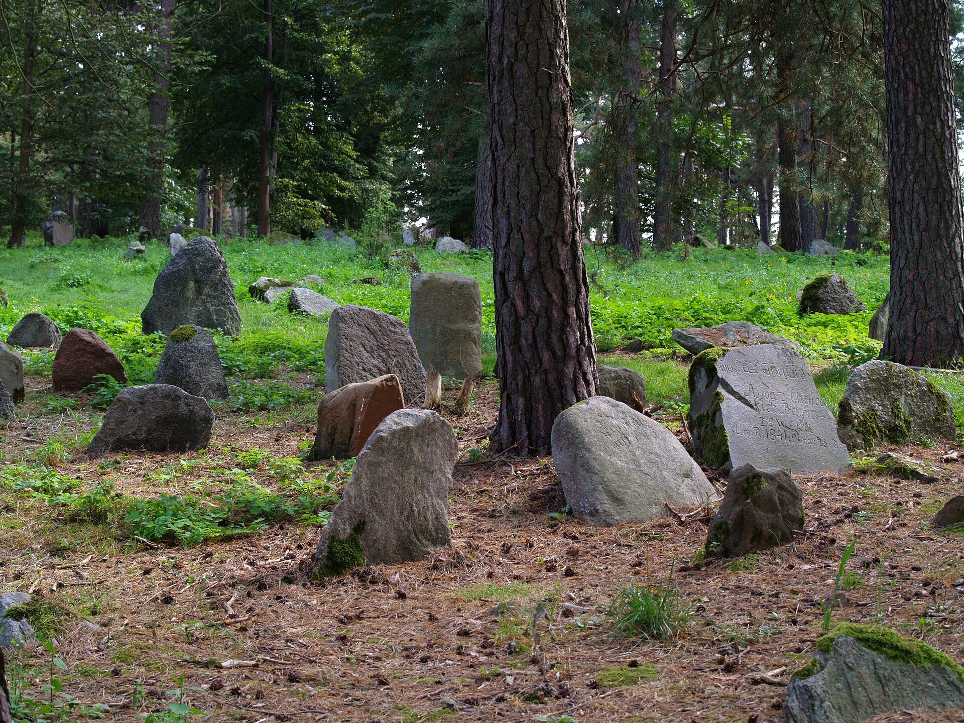 Na fotografii teren cmentarza. Dookoła las, nagrobki w postaci dużych kamieni z wyrytymi napisami. Podniszczone, porośnięte porostami i trawą dookoła.