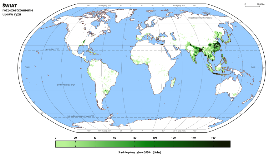 Ilustracja przedstawia mapę świata. Wody zaznaczono kolorem niebieskim. Na mapie odcieniami koloru zielonego zaznaczono średnie plony ryżu w decytonach z hektara w dwa tysiące dwudziestym roku. Najjaśniejszym odcieniem koloru zielonego oznaczono obszary, na których średnie plony ryżu wynoszą poniżej dwudziestu decyton z hektara, a najciemniejszym obszary, na których plony ryżu przekraczają sto sześćdziesiąt decyton z hektara. Mapa pokryta jest równoleżnikami i południkami. Dookoła mapy w białej ramce opisano współrzędne geograficzne co dwadzieścia stopni. Uprawy ryżu występują gównie w południowo‑wschodniej części Azji, nieliczne, pojedyncze uprawy występują w części Afryki nad Zatoką Gwinejską i w Ameryce Południowej oraz w Europie w państwach położonych nad Morzem Śródziemnym. Poza Azją wysoki wskaźnik plonów notuje się nad rzeką Missisipi i w rejonie delty Nilu. W Azji ryż uprawiany jest w rejonie od Indii do terenów położonych na północ od Półwyspu Koreańskiego. Uprawiany jest również w Japonii, na Filipinach, w Indonezji. Największe plony uzyskuje się w północnych i zachodnich Indiach, w rejonie ujścia Gangesu i Brahmaputry, we wschodnich i południowych Chinach, na wyspie Jawa.