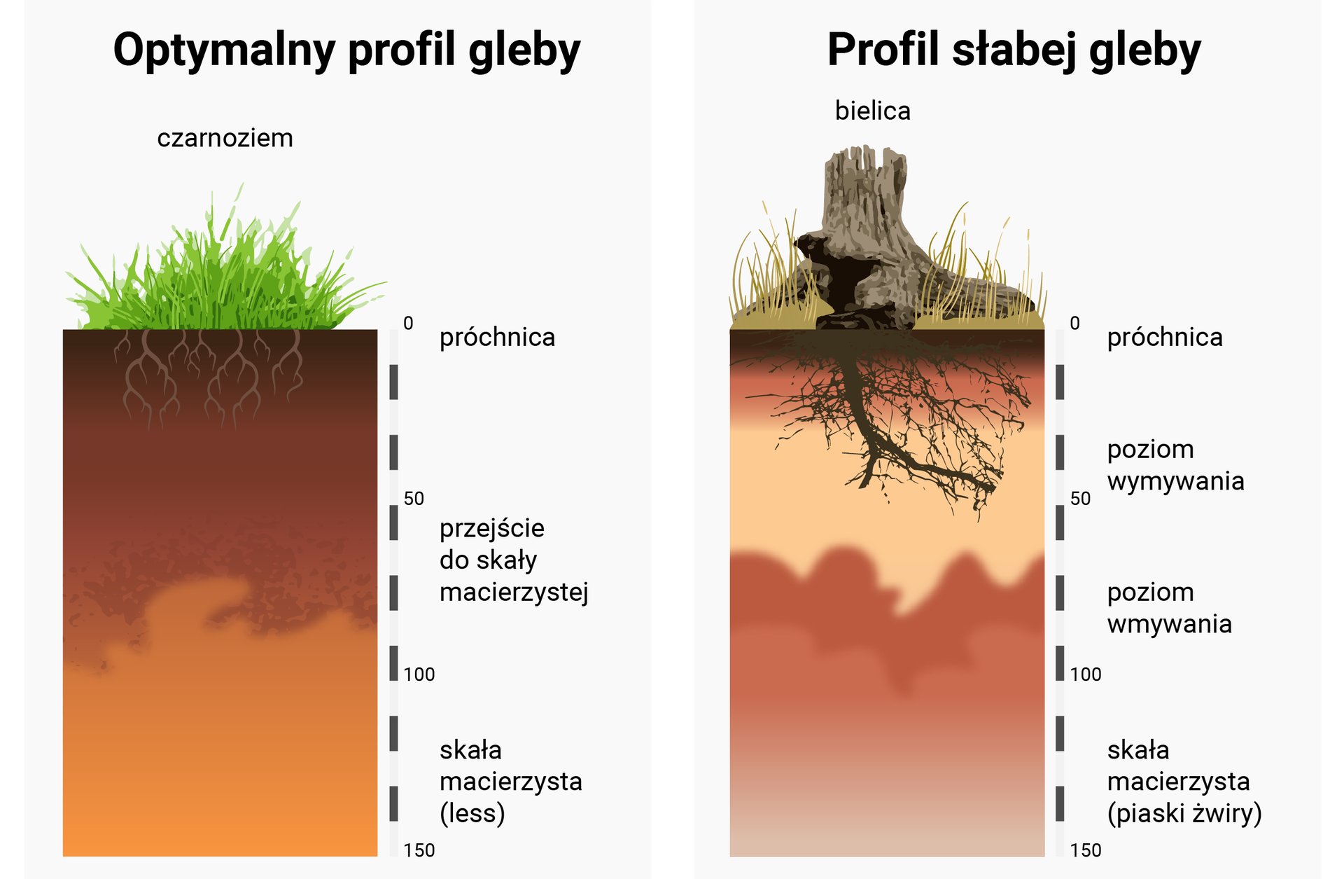 Ilustracja przedstawia dwa profile gleby: optymalnej (czarnoziem) i słabej (bielica). W profilu optymalnym próchnica sięga 25 cm, od 50 do 100 cm przejście do skały macierzystej, od 100 do 150 skała macierzysta (less). W profilu słabej gleby próchnica sięga ok. 5 cm, od 5 do 70 cm - profil wymywania, od 70 do 100 cm - poziom wmywania, od 100 do 150 cm - skała macierzysta (piaski, żwiry).