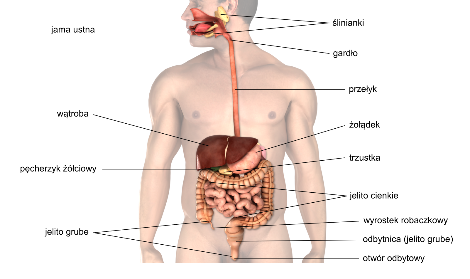Grafika przedstawia elementy układu pokarmowego człowieka na tle modelu ciała mężczyzny – od góry: ślinianki, jama ustna, gardło przełyk, wątroba, żołądek, pęcherzyk żółciowy, trzustka, jelito cienkie, wyrostek robaczkowy, jelito grube, odbytnica, otwór odbytowy.