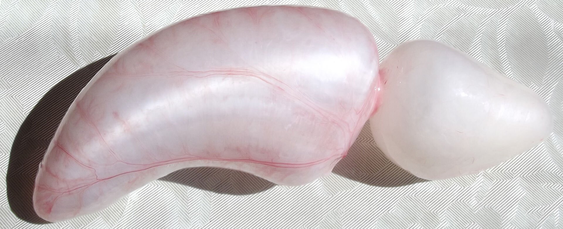 Zdjęcie przedstawia pęcherz pławny leszcza. Ma on jasnoróżową barwę. Składa się z dwóch komór, większej - która kształtem przypomina fasolę oraz mniejszej o kształcie stożkowatym. Oddzielone są od siebie znacznym przewężeniem. 