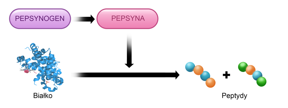 Grafika przedstawia schemat trawienia białka. Pepsynogen przekształca się w pepsynę. Następnie oddziałuje on na białka w procesie trawienia doprowadzając do jego rozkładu na krótkie łańcuchy peptydowe. 