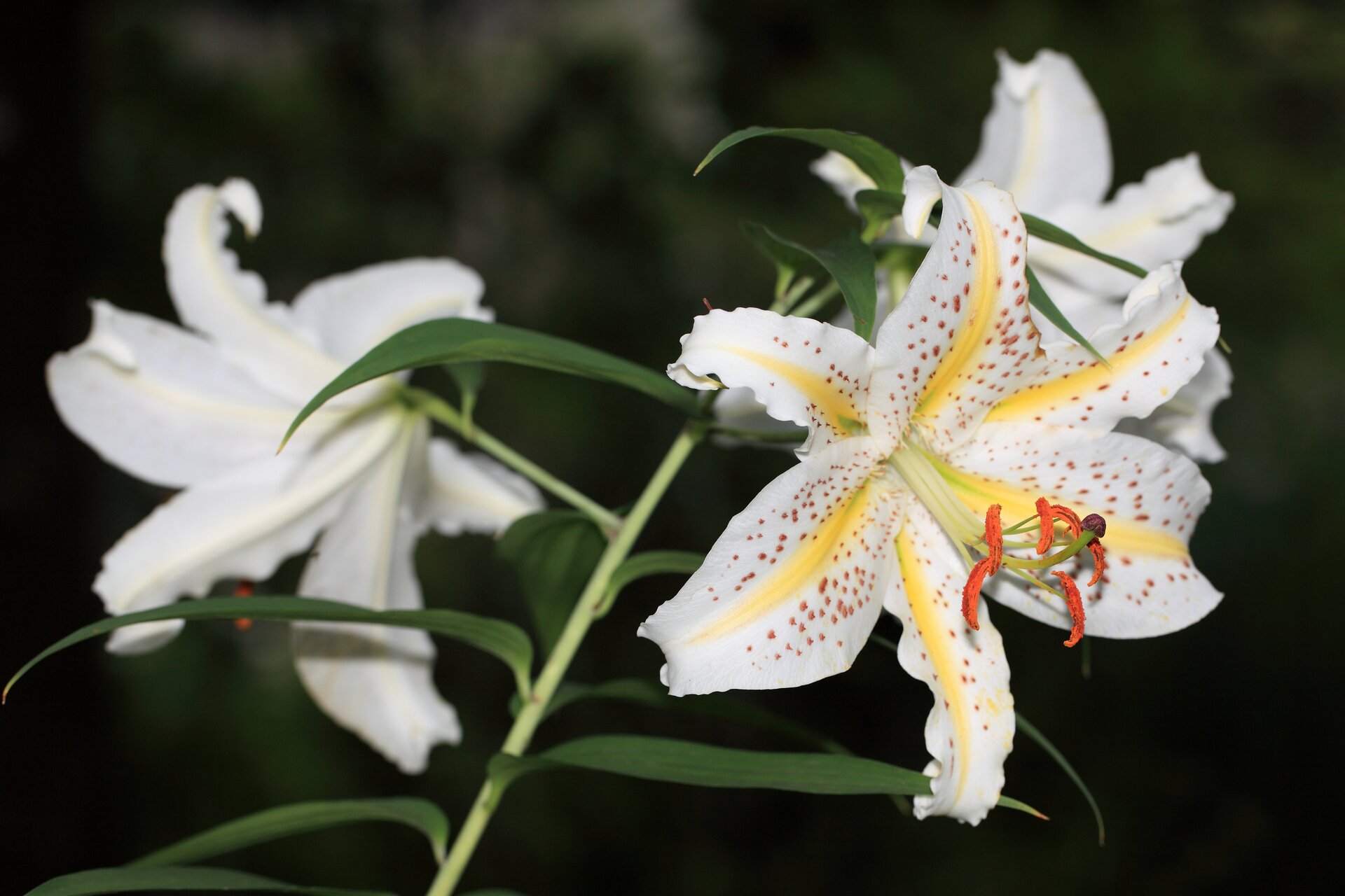 Zdjęcie przedstawia kwiaty lilii złocistej. To duże, piękne kwiaty. Tak jak wszystkie kwiaty spośród rodziny lilowatych, kwiat lilii ma sześć płatków. We wnętrzu lilii znajduje się sześć pręcików i słupek. Lilia złocista rośnie na zielonej, cienkiej łodydze. Ma zielone, lancetowate liście. Są ułożone skrętolegle. Ma wyjątkowe płatki. Są delikatne, białe. To kwiat pełen przepychu. Pośrodku wewnętrznej strony płatków lilii złocistej przebiega złota linia. Charakterystyczne jest to, że kwiaty są białe, a dodatkowo barwa ich nasady jest intensywnie żółta, złota. Płatki są nakrapiane niewielkimi brązowymi plamkami, takiej samej barwy jak pylniki na zakończeniu pręcików kwiatów. Na zdjęciu rosną dwa kwiaty. 