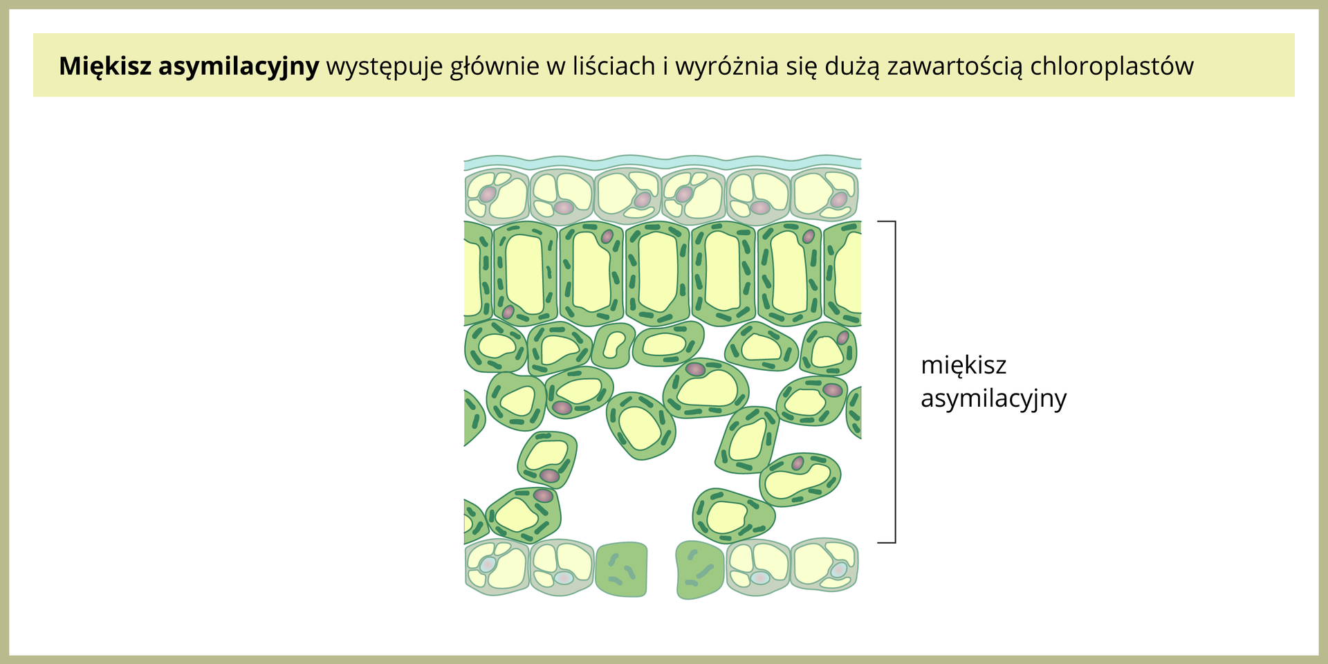 Ilustracja po lewej przedstawia zielony miękisz asymilacyjny na przekroju przez liść. U góry i u dołu liścia znajdują się komórki skórki o grubych ścianach. Miedzy nimi znajdują się podłużne, ściśle ułożone obok siebie komórki miękiszu, a pod nimi mniejsze, luźniej ułożone. W tych komórkach jest wiele chloroplastów.