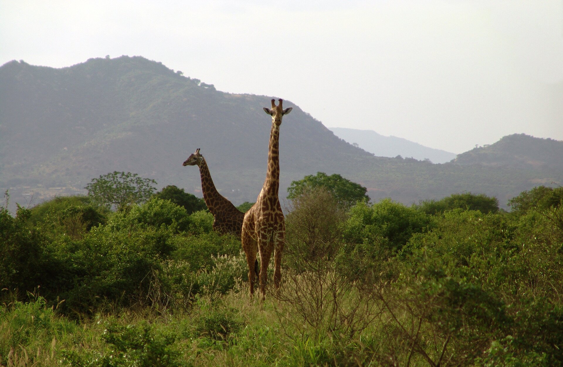 Fotografia przedstawia dwie żyrafy. Jedna stoi przodem, druga bokiem w lewo. Ich ciało na wysokich nogach wznosi się ponad zaroślami . Na bardzo długiej szyi znajduje się mała głowa z wielkimi oczami, uszami na boki i krótkimi, sterczącymi do góry rożkami. W tle góry.