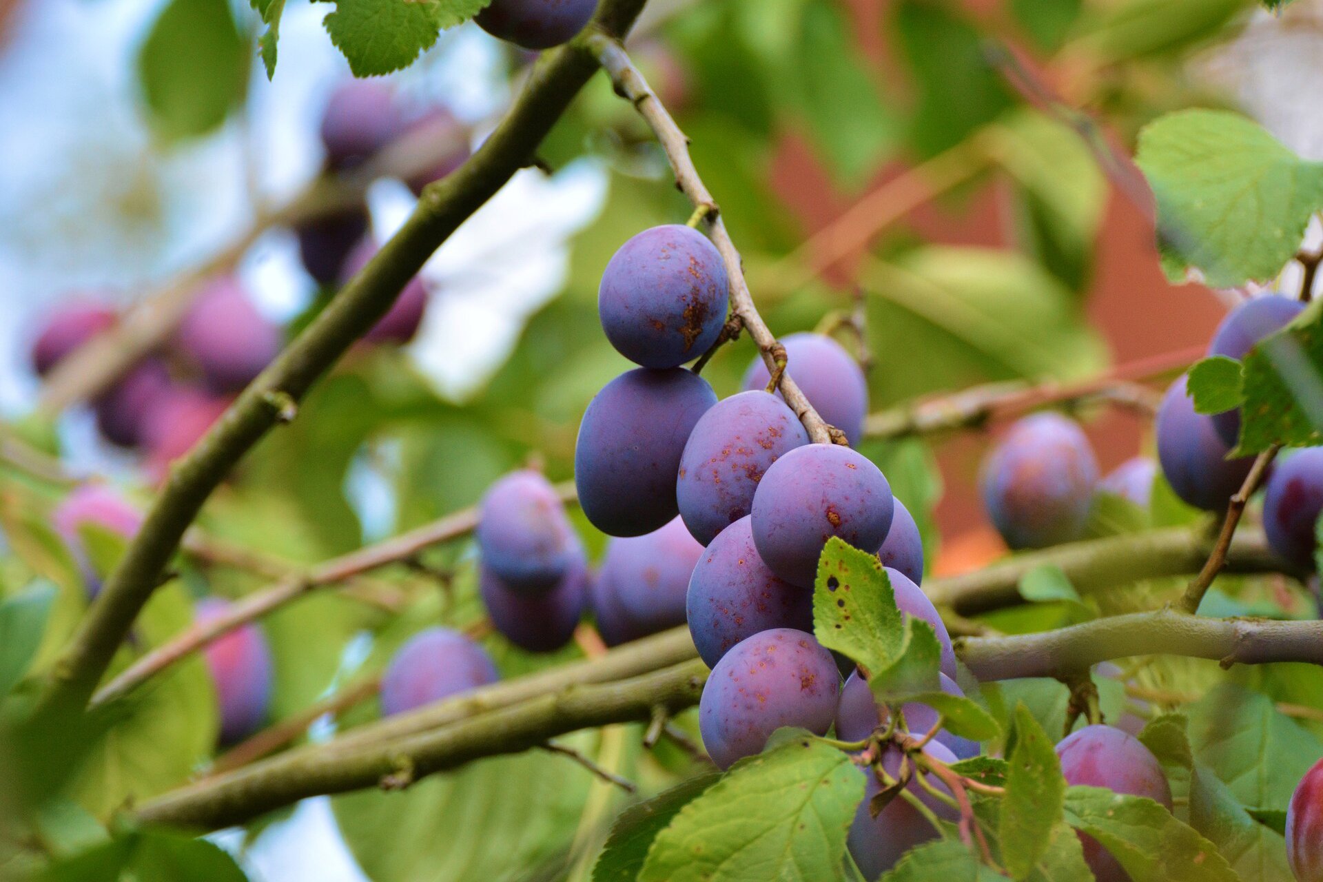 Na zdjęciu gałązka, na której rosną duże, fioletowe śliwki.