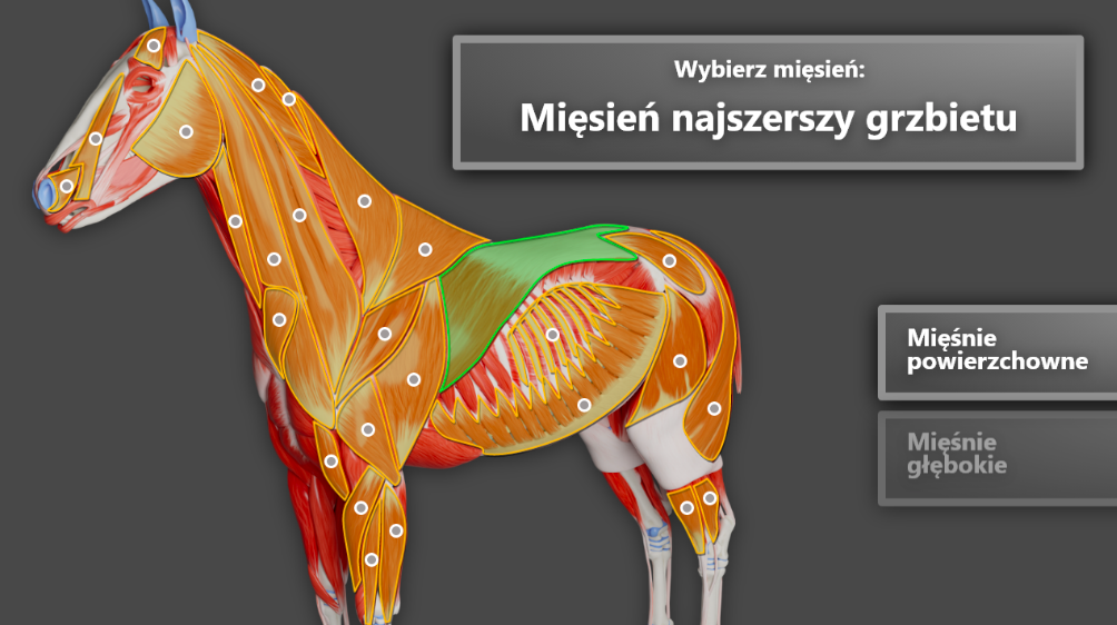 Ilustracja przedstawia planszę przed wybraniem mięśnia. Na planszy znajduje się model anatomiczny mięśni konia z zaznaczonymi mięśniami powierzchownymi. Podświetla się mięsień najszerszy grzbietu.