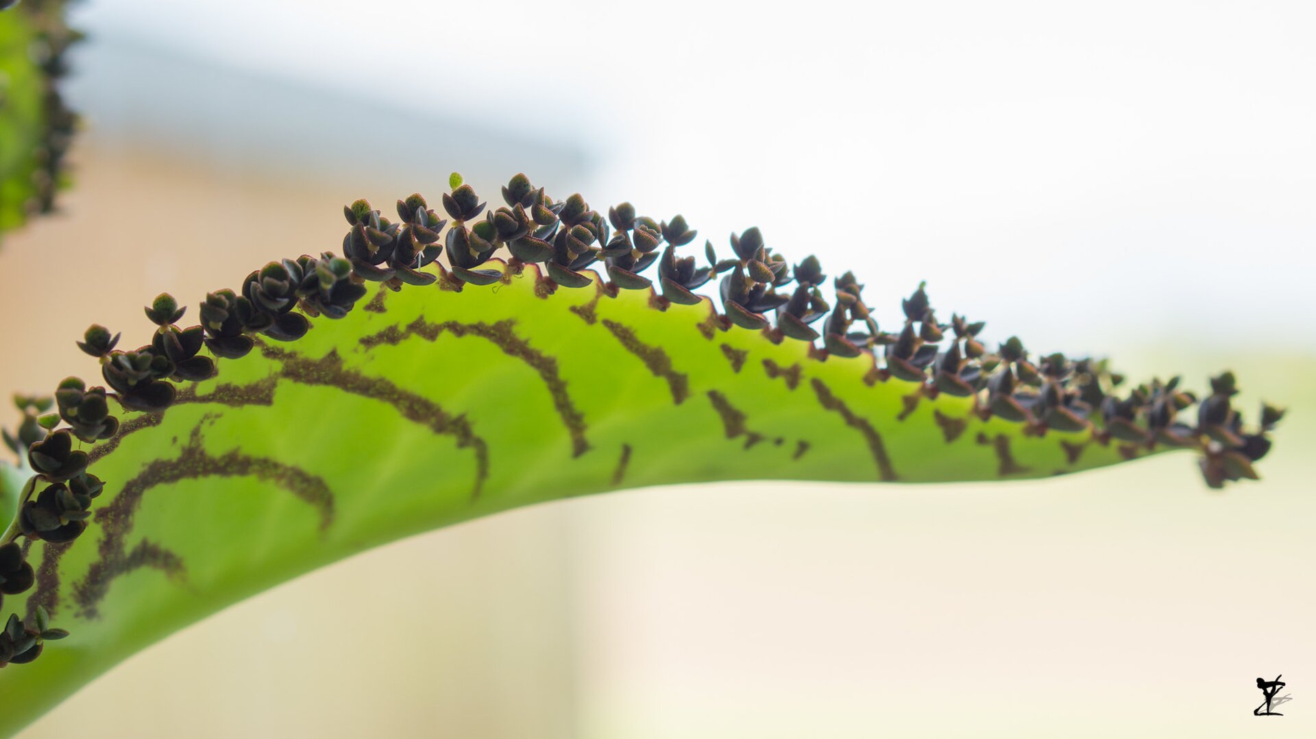 Zdjęcie przedstawia żyworódkę Daigremonta (Kalanchoe daigremontiana). Widoczne jest zbliżenie na liść, na którym znajdują się rozmnóżki. Są to bardzo drobne, brązowe części przypominające pąki, które gęsto pokrywają liść. 