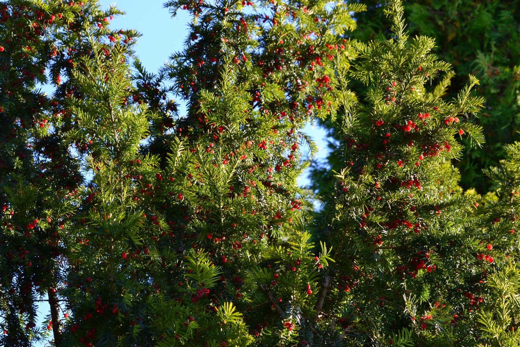 Fotografia przedstawia cis pospolity. Posiada on drobne czerwone owoce rosnące wśród gałęzi porośniętych gęsto igłami.