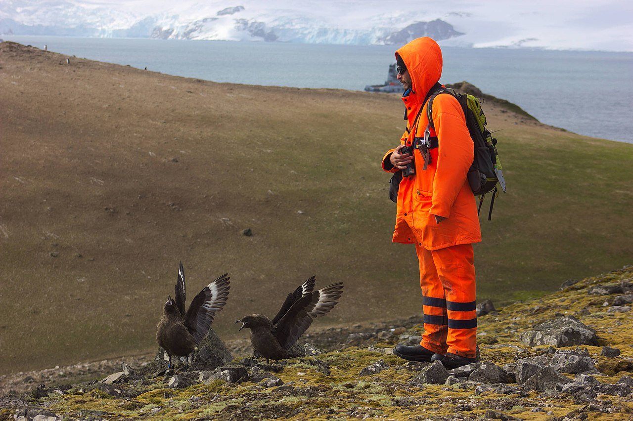 Zdjęcie badacza ubranego w intensywnie pomarańczowy strój z kapturem. Mężczyzna nosi plecak, spogląda na dwa duże ptaki o ciemnobrązowej barwie stojące tuż przed nim. W tle pofalowany, nieośnieżony teren pokryty skałami i porostami.