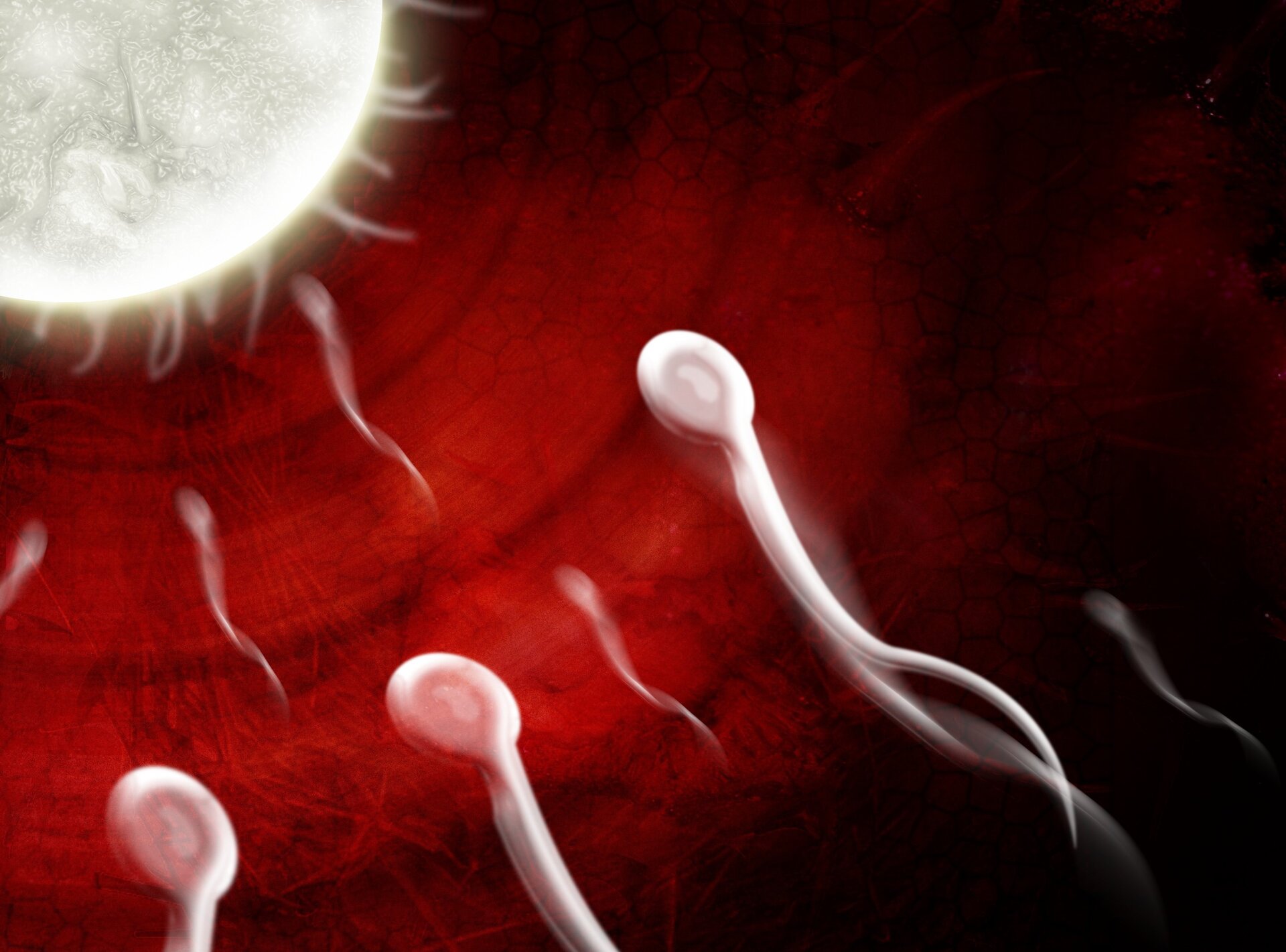 Grafika przedstawia grupę białych plemników zmierzających w stronę znacznie większej, kulistej, białej komórki jajowej. 