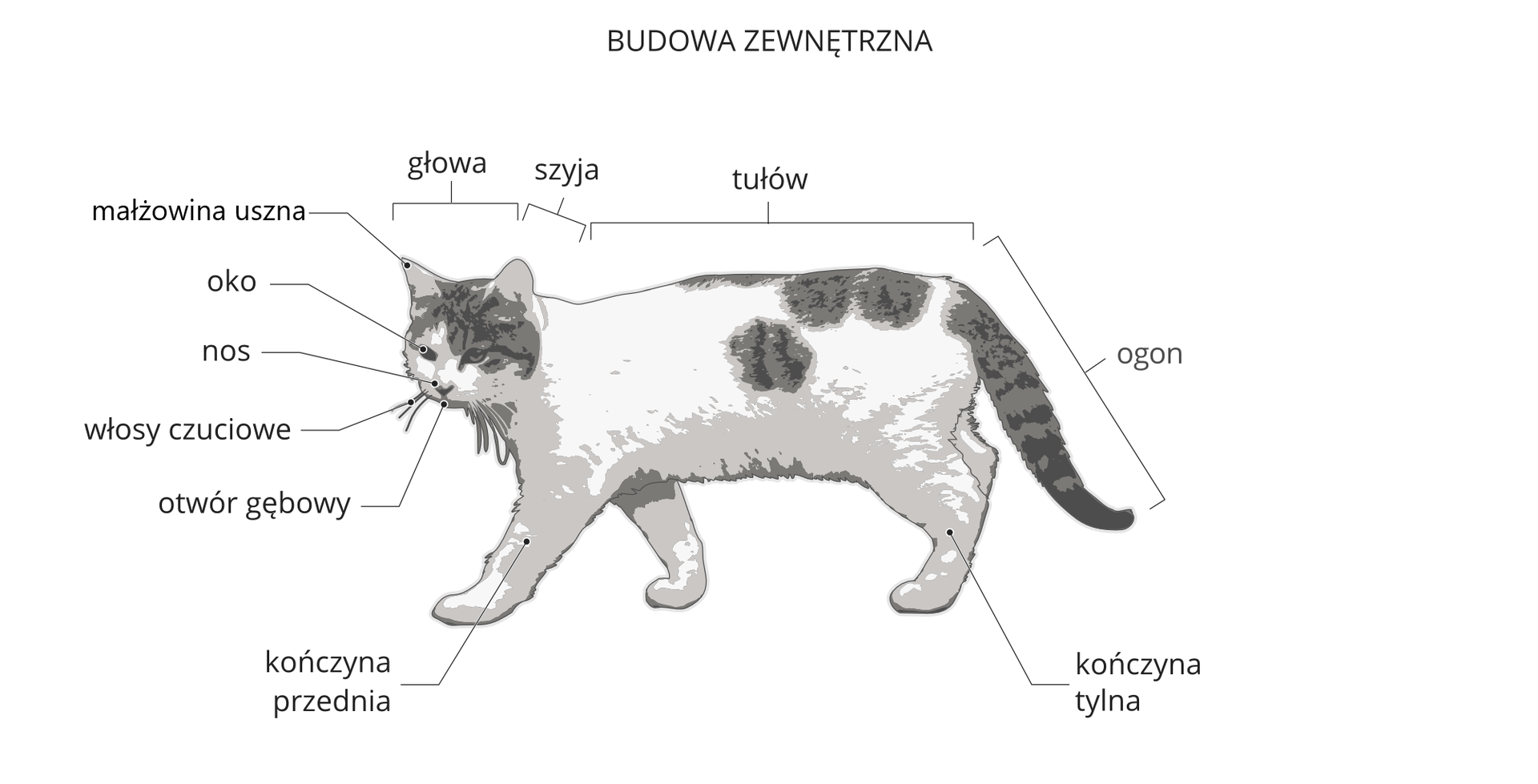 Grafika przedstawia budowę zewnętrzną kota. Ilustracja przedstawia sylwetkę białego kota w szare plamy. Głowa skierowana w lewo z podpisanymi narządami od góry: małżowina uszna, oko, nos, włosy czuciowe, otwór gębowy. Za głową znajduje się szyja, dalej tułów z kończynami przednimi i tylnymi oraz ogon.