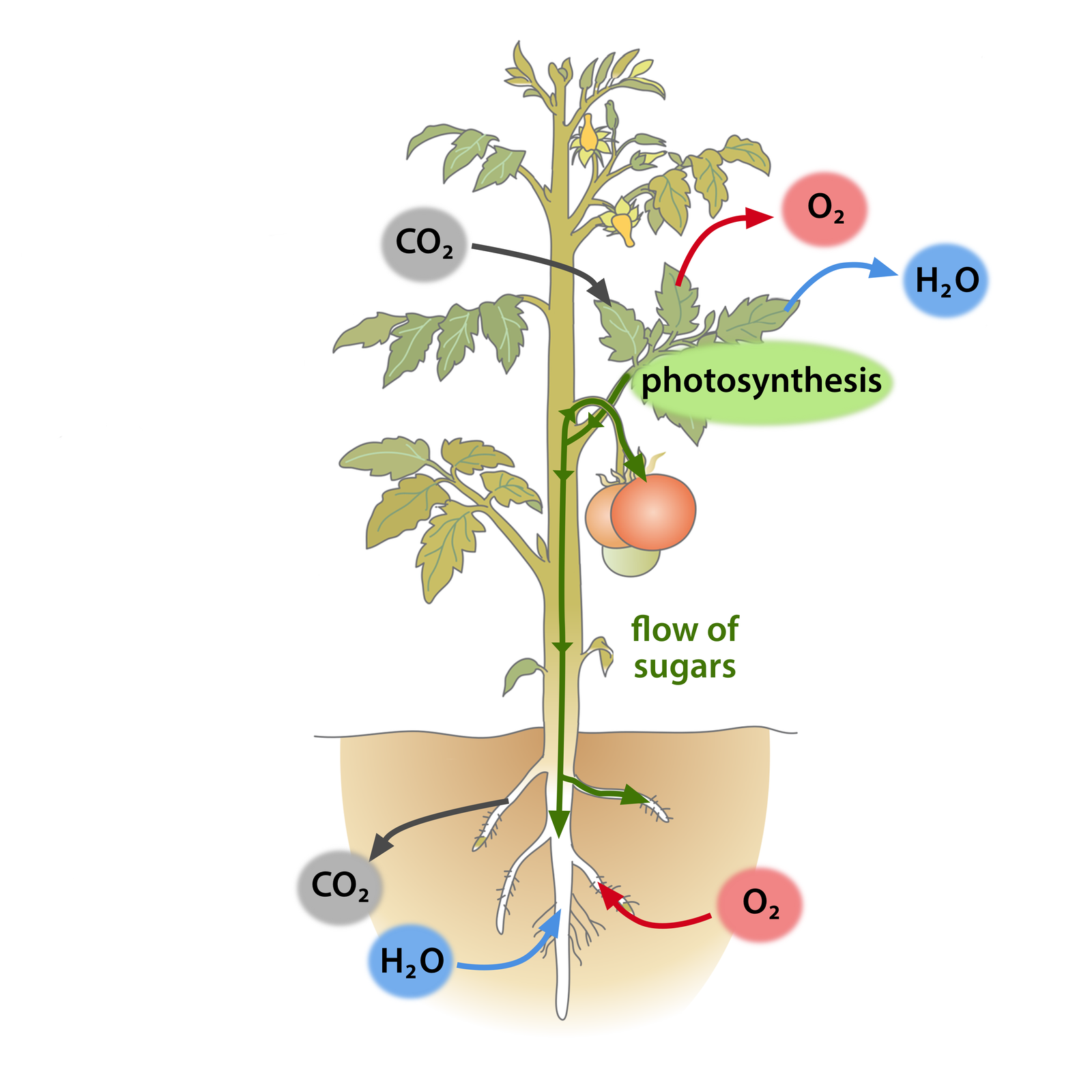 Ilustracja przedstawia owocujący krzak pomidora. Zilustrowano część naziemną i korzenie. Przy liściach napis: photosynthesis. Strzałki od liści  prowadzą ku wzorom: tlenu - o dwa i wody - ha dwa i symbolizują wydalanie przez roślinę tych związków chemicznych.  Strzałka prowadząca od wzoru dwutlenku węgla - ce o dwa - w stronę liści - symbolizuje pobieranie dwutlenku węgla przez roślinę. Strzałka wewnątrz rośliny wiodąca do liści przez łodygę w stronę korzeni i w górę - w stronę gałązek i pomidorów -  oznacza przepływ cukru ( flow of sugar) od rozwiniętych liści do owoców i korzeni - miejsca gromadzenia substancji zapasowych w roślinie. Strzałka biegnąca od korzenia ku wzorowi dwutlenku węgla na zewnątrz rośliny oznacza wydalanie przez roślinę tego związku chemicznego, strzałki od wzoru wody i tlenu do korzeni  oznaczają pobieranie tych substancji z gleby przez korzenie.     