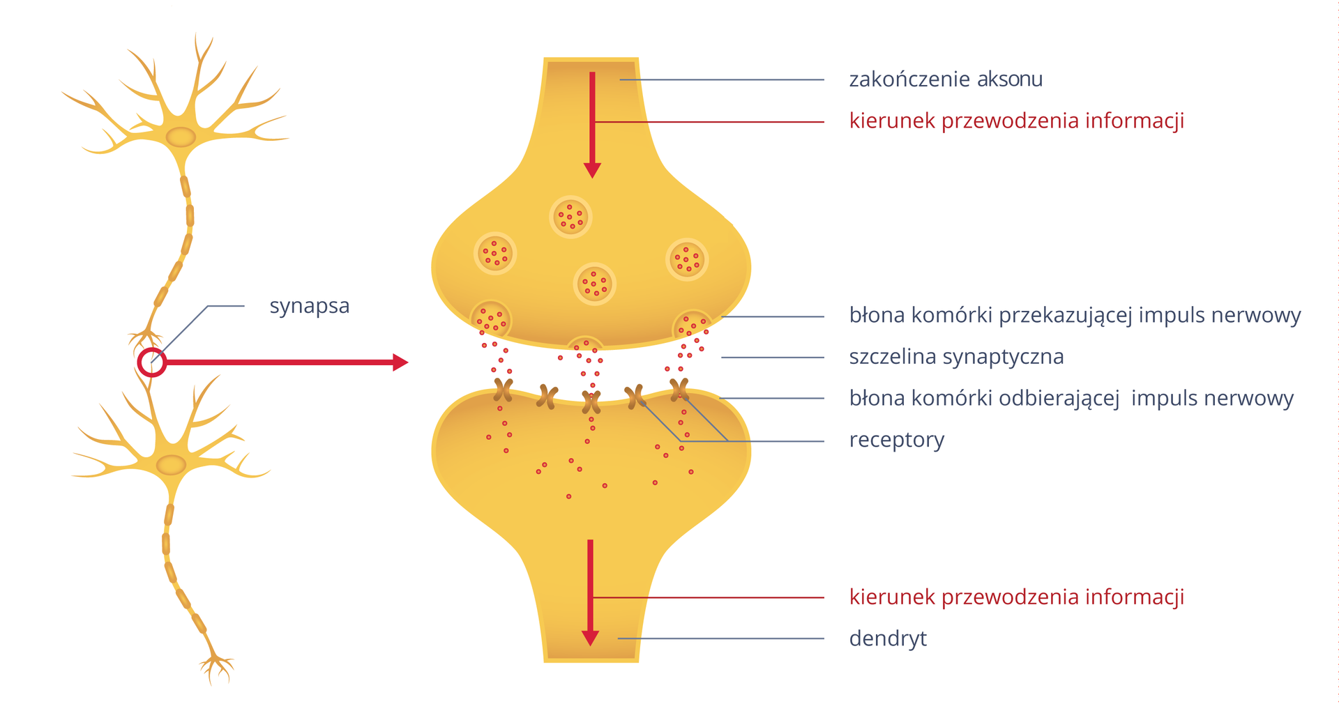 Ilustracja przedstawia z lewej dwa neurony z krótszymi dendrytami i pojedynczym długim aksonem. Neurony stykają się ze sobą. Miejsce styku aksonu jednego neuronu z dendrytem drugiego neuronu to synapsa, ukazana w powiększeniu po prawej. Cebulowate kształty to u góry zakończenie aksonu, a u dołu dendrytu. Czerwone strzałki wskazują kierunek przewodzenia informacji. Przy błonie pęcherzyki pękają, a substancja pośrednicząca przechodzi do szczeliny synaptycznej. Na błonie komórki odbierającej impuls znajdują się receptory, tu jako krzyżyki. Na nie trafiają czerwone kropki substancji pośredniczącej i pobudzają dendryt.
