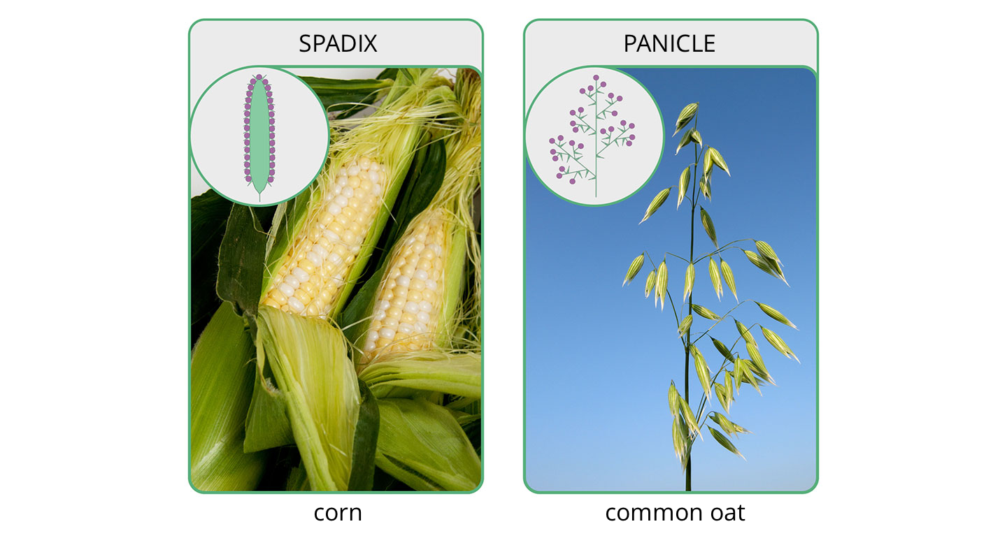 Fotografia przedstawia dwie kolby kukurydzy z częściowo odsłoniętymi liśćmi. Znajdują się w nich ściśle ułożone, żółte nasiona. Pozostałością kwiatów są długie, nitkowate znamiona słupków.  Nad fotografią napis: Spadix. Pod fotografią napis: corn. Fotografia przedstawia w zbliżeniu luźny kwiatostan, zwany wiechą. Widoczne są po trzy nasiona w kłoskach na końcach łodyżek. Kwiaty traw są bardzo drobne.  Nad fotografią napis: Panicle. Pod fotografią napis: common oat.