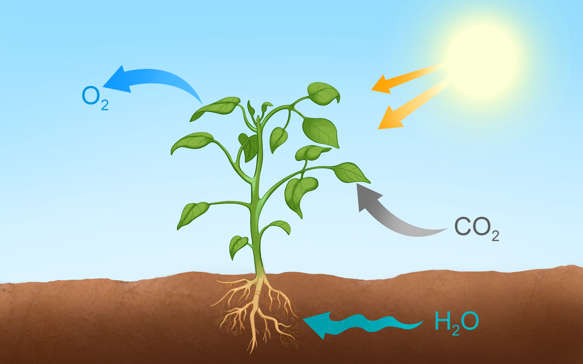 Grafika przedstawia roślinę o zielonych liściach wyrastającą z brązowej gleby. W glebie znajduje się woda, która jest pobierana przez korzenie rośliny. Za pomocą liści absorbuje ona światło słoneczne oraz dwutlenek węgla, a wydziela tlen.