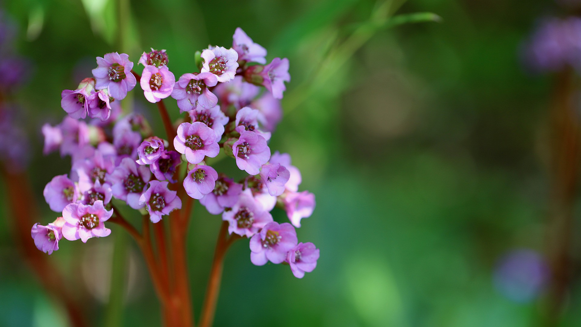 Zdjęcie przedstawia drobne kwiatki bergenii.
