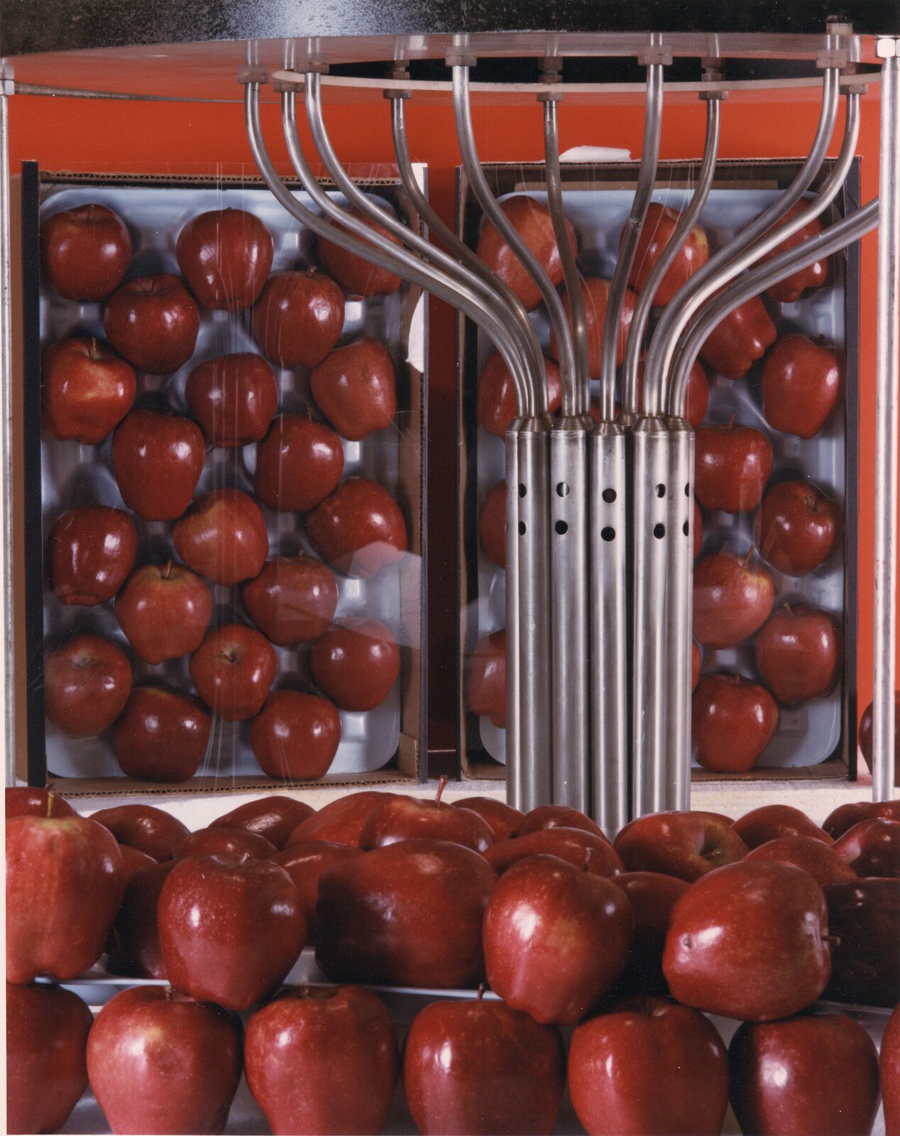 Rys. 1. Ilustracja przedstawia zdjęcie, na którym widoczne są jabłka umieszczone na tackach, które znajdują się w cylindrycznym pojemniku. W górnej części widoczne są czerwone jabłka umieszczone na dwóch białych tackach. Tacki umieszczone są wewnątrz cylindrycznego pojemnika o czerwonej ścianie tylnej oraz przezroczystej ścianie przedniej. Przed jabłkami widoczny jest zestaw rurek, które zwężają się do środka i biegną w dół. Metalowe rurki stanowiące obudowę, wewnątrz których znajdują się źródła promieniotwórczego kobaltu sześćdziesiąt. Metalowe rurki zagłębiają się w dwie warstwy czerwonych jabłek ułożonych jedna nad drugą i widocznych w dolnej części zdjęcia. Ilustracja przedstawia zdjęcie fragmentu instalacji do badania wpływu promieniowania gamma na produkty żywnościowe.