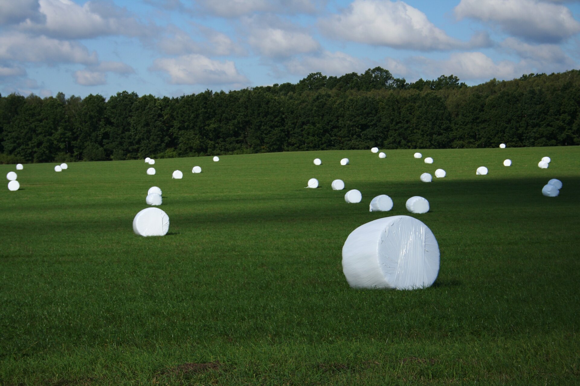 Zielonka na sianokiszonkę sprasowana w bele i owinięta folią