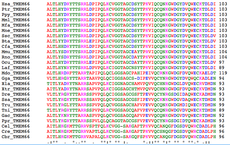 Ilustracja przedstawia fragment analizy porównawczej sekwencji białkowej między wieloma organizmami. Zawiera duża liczbę danych zapisanych rzędami. W środkowej części zapis w rzędach tworzy długą sekwencję liter w kolorach czerwonym, zielonym, niebieskim, różowym. Po prawej stronie rzędów są cyfry. 
