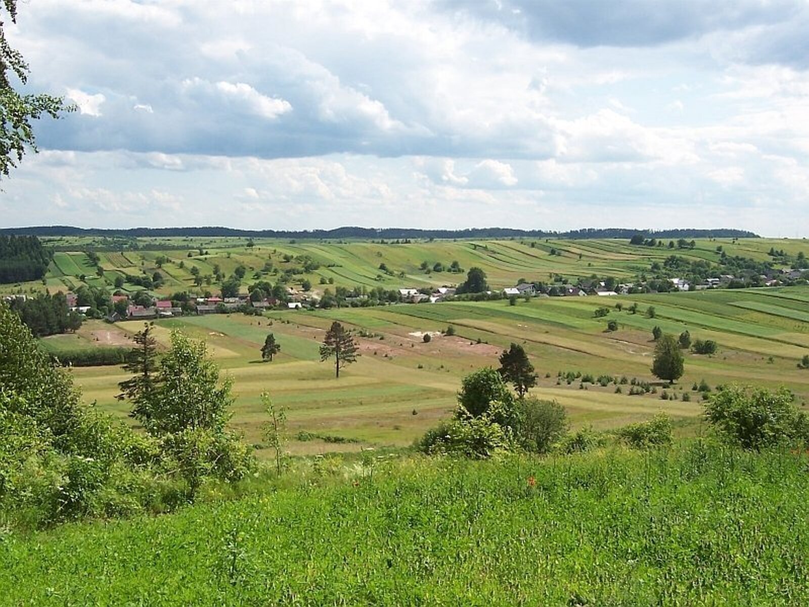Zdjęcie przedstawia trawiasty teren z pojedynczymi drzewami. Przez środek obszaru przechodzi szereg domków.  W tle ukazany jest las.