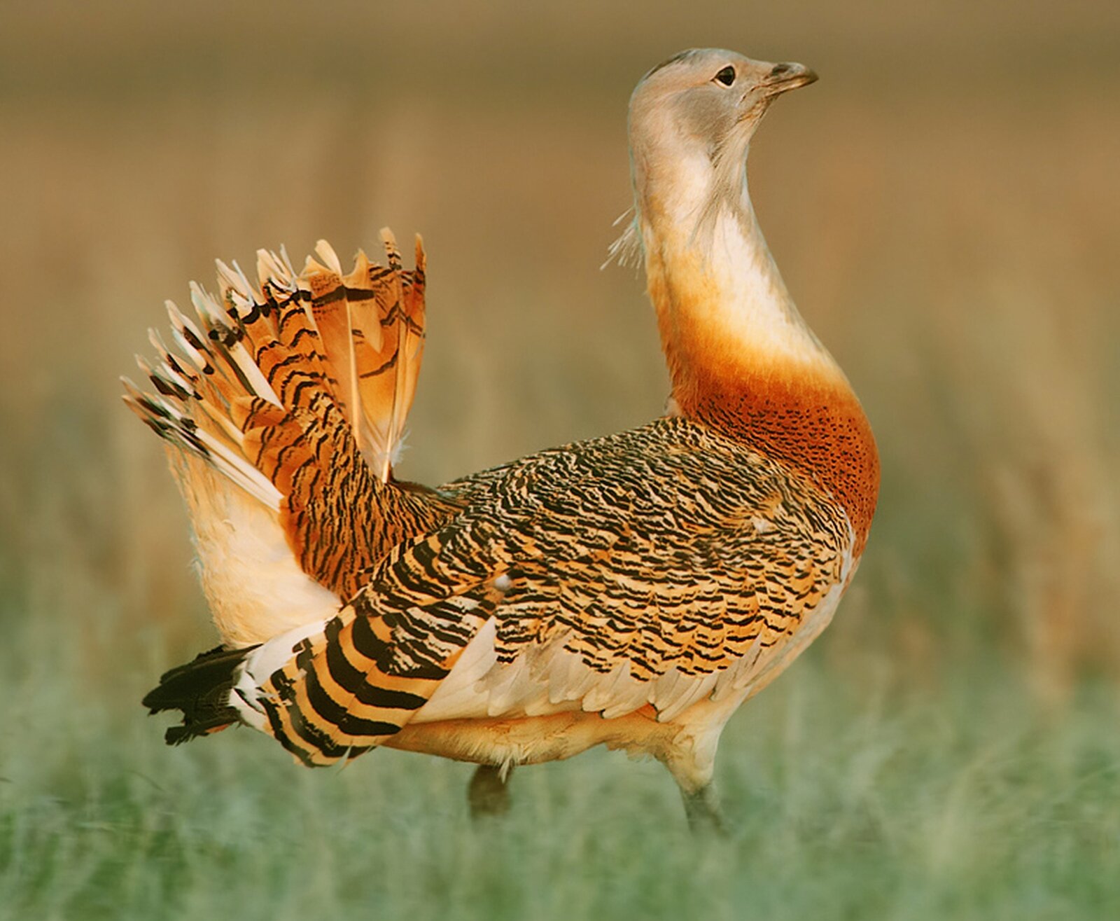 Zdjęcie przedstawia dropa na stepie. Ptak o szarej głowie, białej szyi, u jej nasady upierzenie ciemnopomarańczowe. Pozostała część ciała w czarno‑pomarańczowe paski. Nastroszony ogon.