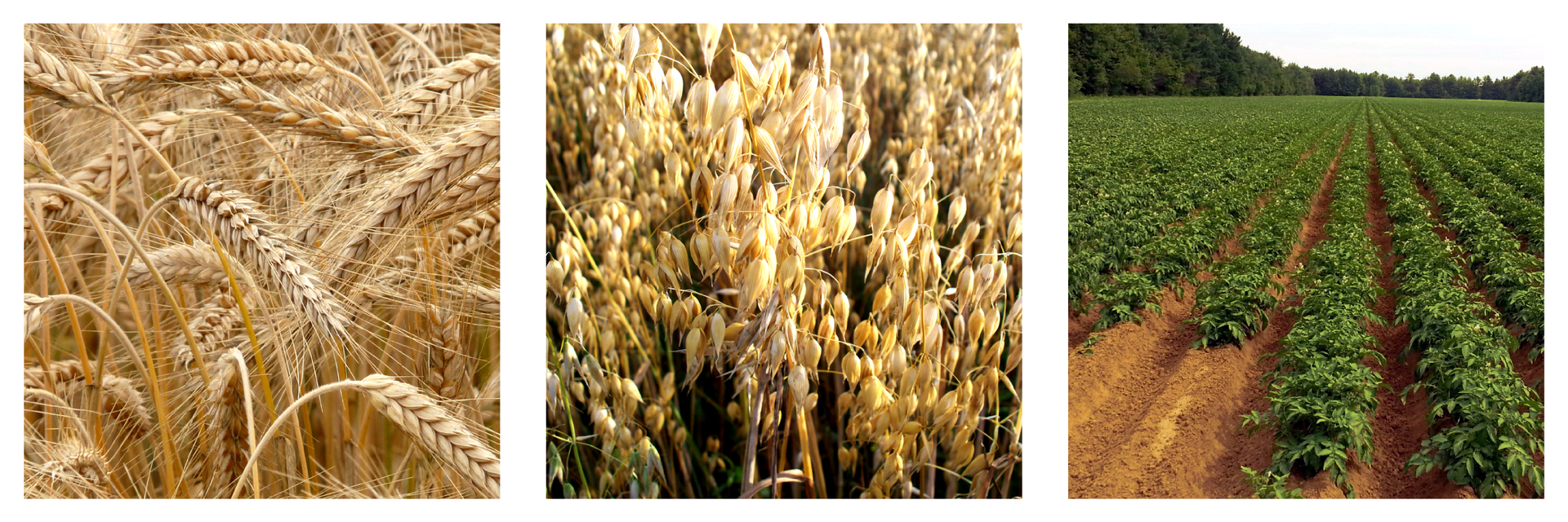 Grafika składa się z <math aria‑label="trzech">3 zdjęć. Na pierwszym zdjęciu od lewej przedstawione jest zbliżenie na złote kłosy rosnącego na polu żyta. Na drugim zdjęciu jest zbliżenie na słomkowo żółte kłosy rosnącego na polu owsa. Ostatnie zdjęcie przedstawia pole ziemniaków. W kadrze znajduje się kilka grządek ziemniaków. Widoczne są zielone liście warzyw wyrastające z jasnobrązowej ziemi.  