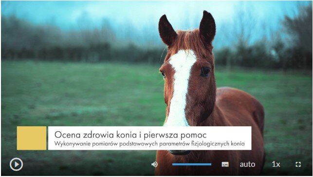 Zdjęcie przedstawia wygląd ekranu odtwarzania filmu. Ekran startowy przedstawia zbliżenia na konia stojącego na trawie. Ma brązowe umaszczenie. Na czole posiada białą plamę, ciągnącą się aż do okolic pyska. W dolnej części ekranu znajdują się ikony z różnymi opcjami. W dolnym lewym rogu widać ikonę trójkąta w kółku. Jest to ikona włączania odtwarzania filmu. Kolejna ikona znajduje się dopiero w połowie ekranu dolnego paska. Jest to ikona megafonu. Obok niej widać niebieski pasek, który oznacza poziom głośności. Dalej znajduje się mały biały prostokąt z czarnymi paskami w jego dolnej części. Pozwala ona na włączenie napisów. Kolejna ikona to napis auto, która umożliwia wybranie jakości filmu. Obok niej widać ikonę jedynki z iksem. Po kliknięciu na nią można wybrać szybkość odtwarzania filmu. Ostatnia ikona to kreski tworzące kwadrat. Kreski te tworzą jedynie krawędzie kwadratu. Jest to opcja włączania trybu pełnoekranowego.