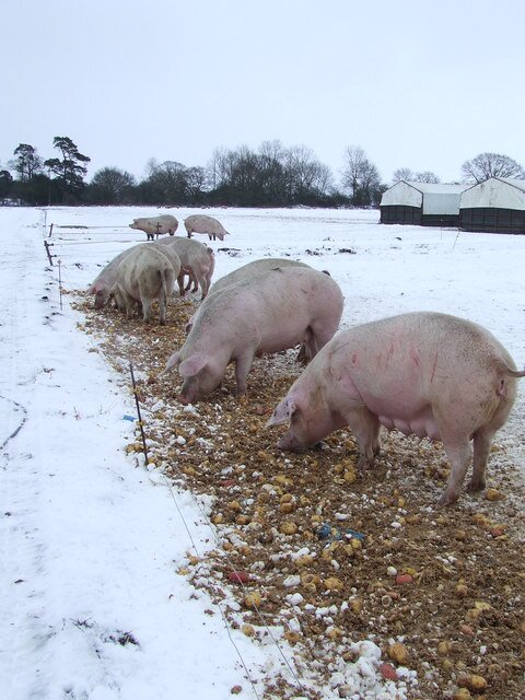 Na zdjęciu na dworze klika świń je wysypane dla nich ziemniaki. Po lewej stronie zdjęcia stoją budynki gospodarstwa. Świnie są różowe. To rasa polska biała zwisłoucha. Teren, na którym znajdują się świnie, jest płaski, pokryty cienką warstwą śniegu. W tle rosną drzewa.     