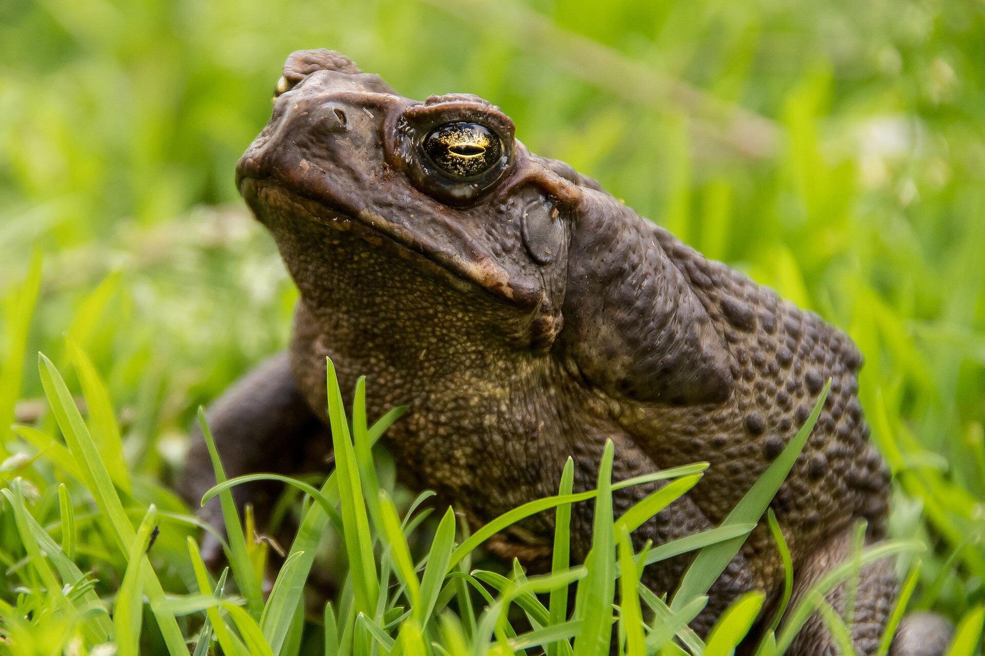 Na planszy widoczna jest Ropucha. Ma masywne, ciemno‑brązowe ciało, pokryte licznymi brodawkami oraz spłaszczoną, szeroką głowę z wyłupiastymi, żółto‑czarnymi oczami.
