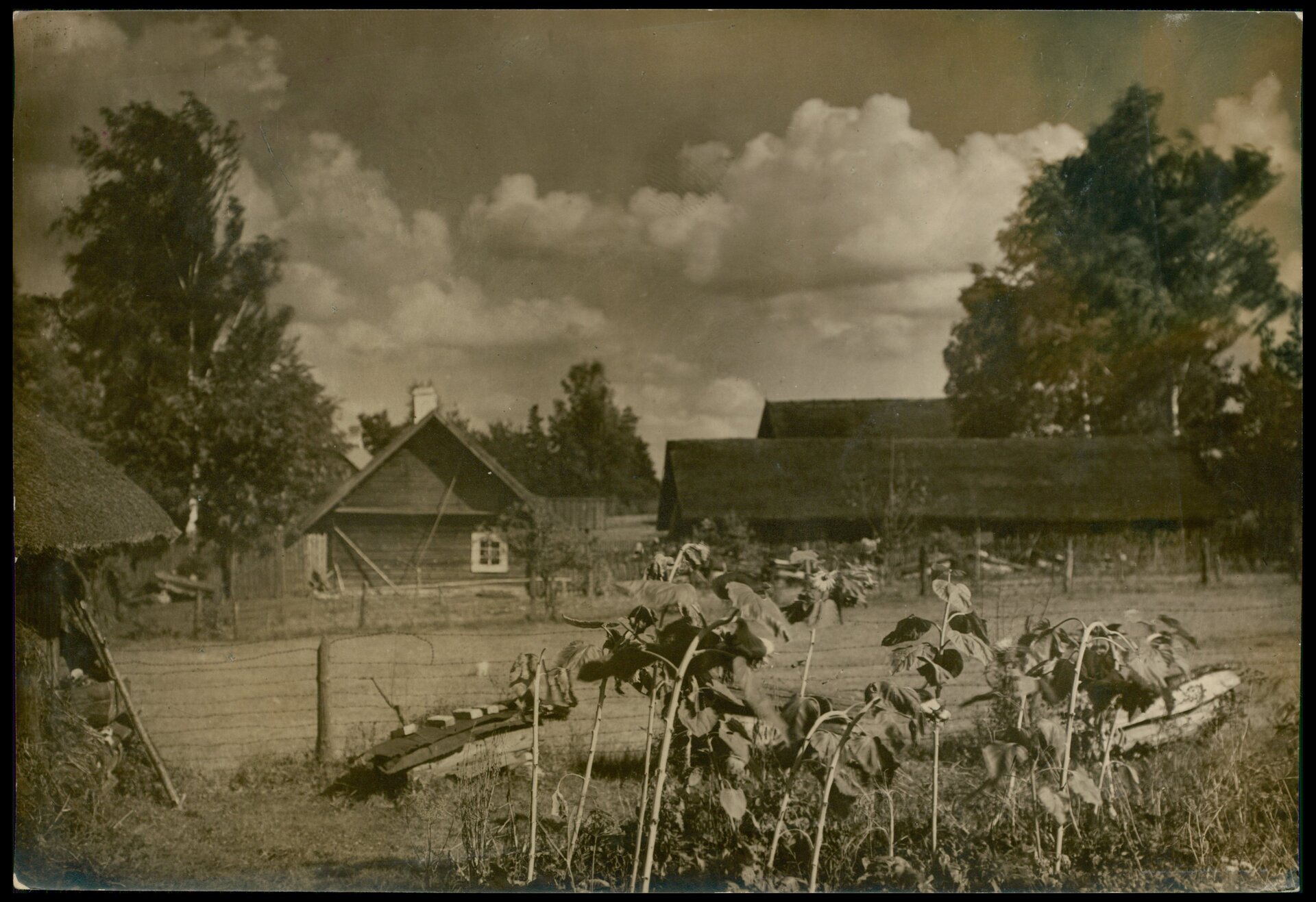 Stare, czarno‑białe zdjęcie, na nim krajobraz wiejski. Na głównym planie pochylone słoneczniki, za nimi płot i zaorane pole. Za polem drewniane chaty. 