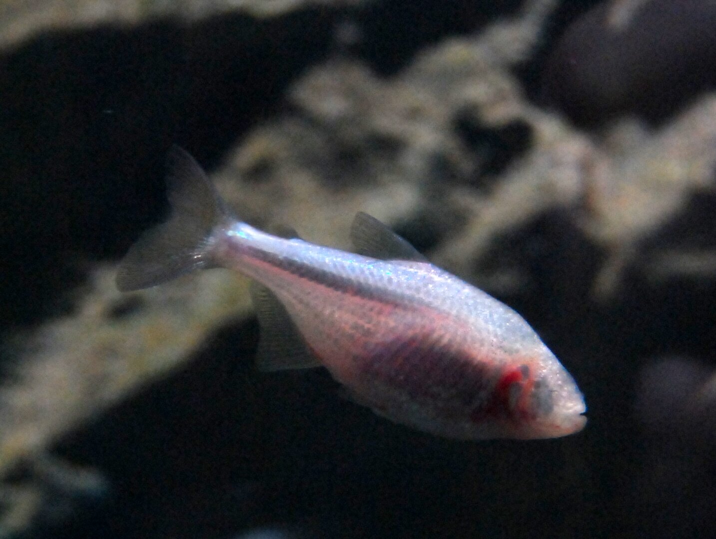 Fotografia przedstawia rybę – ślepczyka jaskiniowego. Ryba jest jasnoróżowa. Przez skórę prześwituje kręgosłup i narządy wewnętrzne. Na głowie nie widać oczu, są zarośnięte skórą.