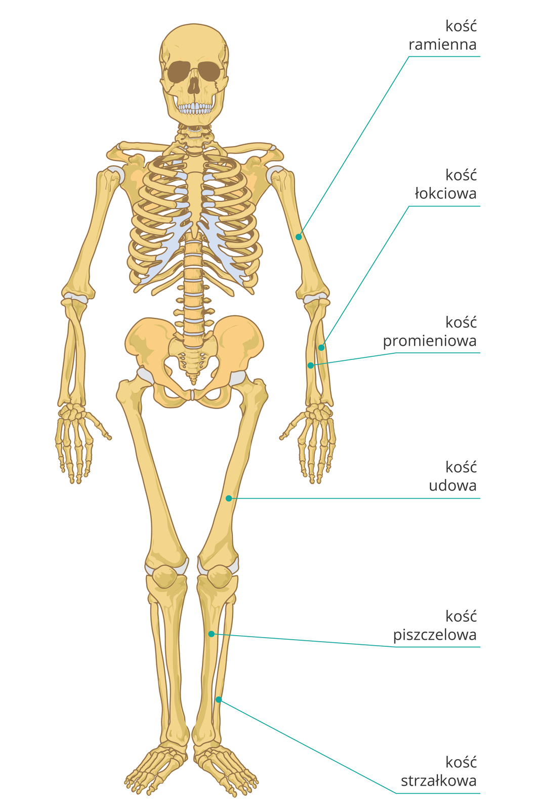 Ilustracja przedstawia szkielet kostny człowieka ustawiony przodem do obserwatora. Najważniejsze i najbardziej narażone na złamanie kości kończyn opisane są po prawej stronie. Wyróżniono sześć kości, licząc od góry: na ręce kość ramienną powyżej łokcia, kości łokciową i promieniową poniżej łokcia, na nodze kość udową powyżej kolana oraz grubszą kość piszczelową i cieńszą kość strzałkową poniżej kolana.