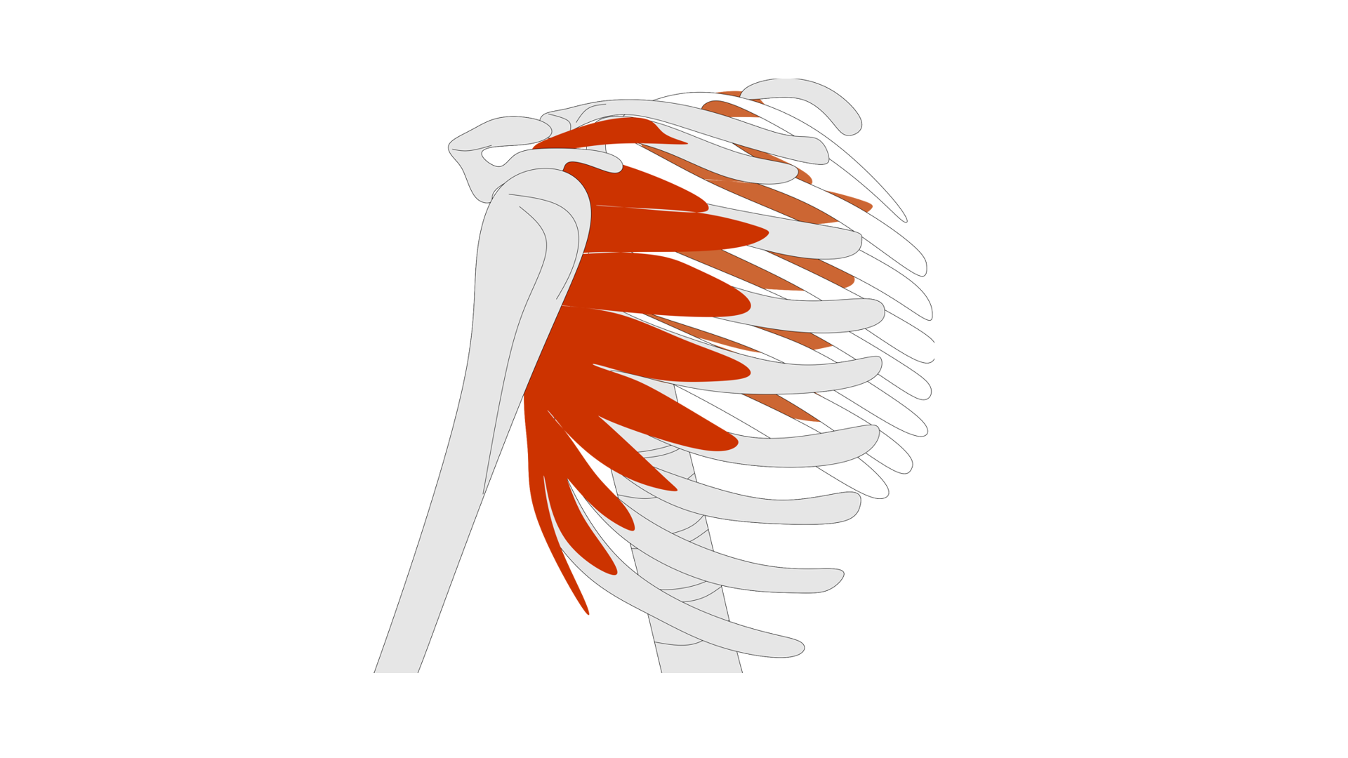 Rycina pod tytułem: Mięsień zębaty przedni. Grafika ze schematycznym przedstawieniem szkieletu obręczy barkowej i klatki piersiowej człowieka. Na schemacie zostały zaznaczone mięśnie obejmujące żebra od strony bocznej.