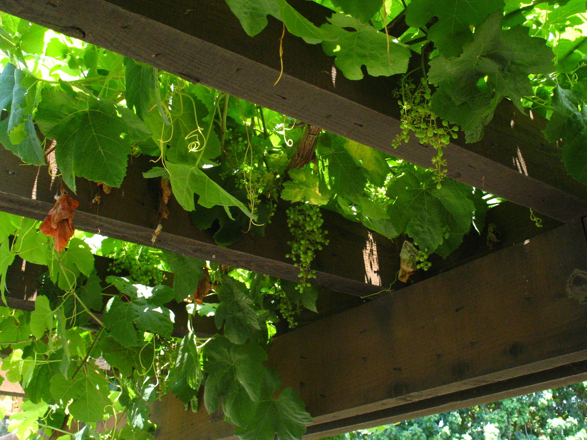 Fotografia przedstawia pergolę, na której rośnie winorośl. W dół zwisają grona zielonych owoców i cienkie, zakręcone łodygi czepne.