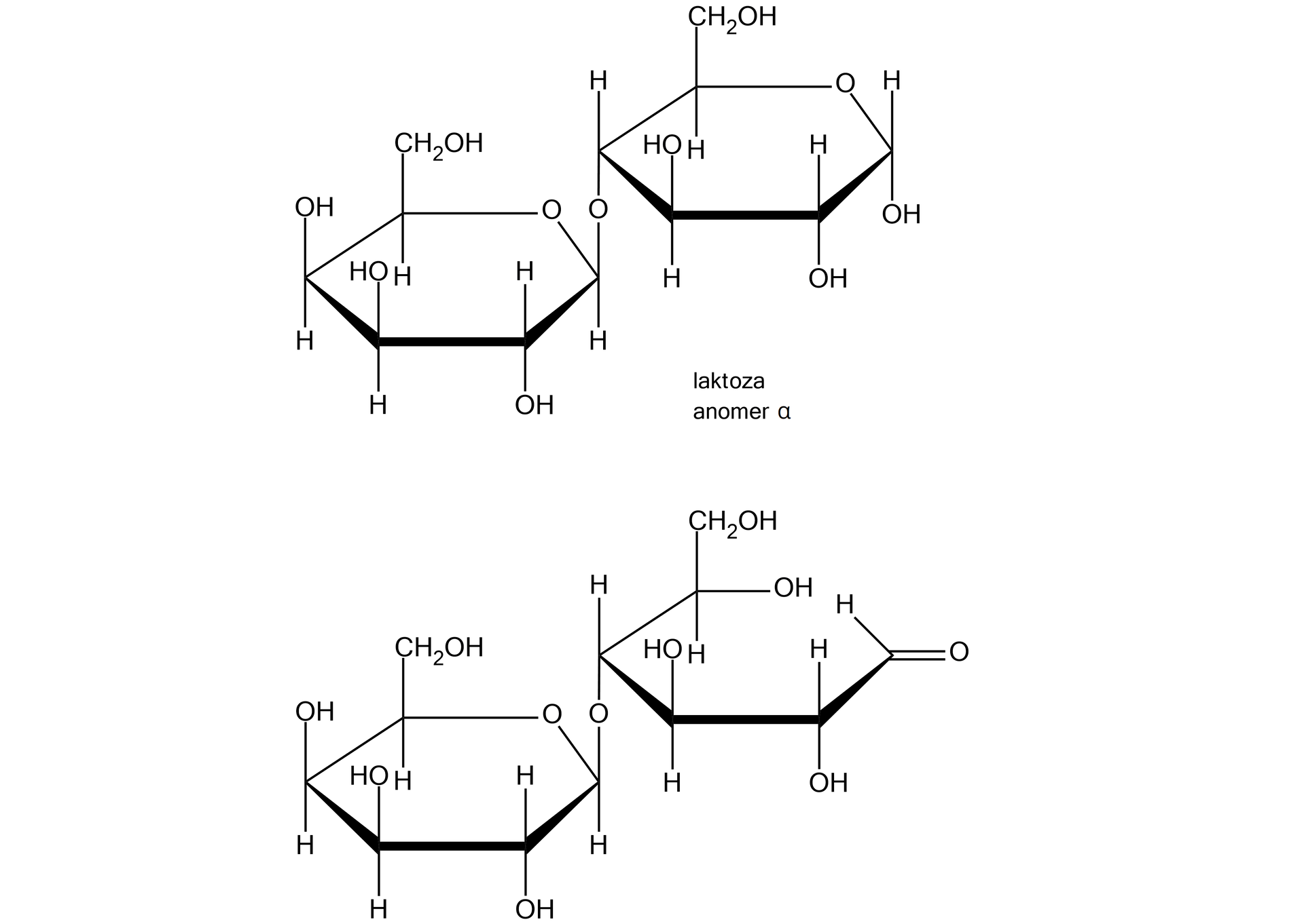 Ilustracja przedstawiająca równowagę anomer alfa laktozy w postaci dwóch pierścieni oraz po otwarciu jednego z nich. Alfa‑laktoza, czyli alfa‑4-O-(beta‑D-galaktopiranozylo)-alfa‑D-glukopiranoza jest dwucukrem zbudowanym z dwóch cząsteczek - D‑galaktozy oraz D‑glukozy, które łączy wiązanie beta-1,4-O-glikozydowe. Strukturę stanowi sześcioczłonowy pierścień galaktozy, w którym pierwszy lokant stanowi atom węgla C 1 związany z atomem tlenu wbudowanym w tenże pierścień. Węgiel C 5 zamyka pierścień i łączy się ze wspomnianym atomem tlenu oraz węglem C 6, niewbudowanym w pierścień. Numeracja atomów węgla jest zgodna z ruchem wskazówek zegara. Od węgla C 1 odchodzi w górę wiązanie łączące go z atomem tlenu, który to łączy się z węglem C 4 drugiego pierścienia D‑glukozy. Od węgli C 2 odchodzi w dół grupa hydroksylowa, zaś od węgli C 3 oraz C 4 grupy hydroksylowe odchodzą do góry. Od węgla C 5 odchodzi do góry wiązanie łączące go z węglem C 6, który to jest związany z grupą hydroksylową. Drugi pierścień stanowi cząsteczka D‑glukozy, którą buduje sześcioczłonowy pierścień utworzony przez atomy węgla C 1, C 2, C 3, C 4 oraz C 5, a także atom tlenu połączony z węglami o lokancie pierwszym i piątym. Od węgli C 1 oraz C 2 odchodzą w dół grupy hydroksylowe, od węgla C 3 grupa hydroksylowa odchodzi w górę. Węgiel C 4 łączy się w dół z atomem tlenu łączącym go z węglem C 1 pierwszego pierścienia. Od węgla C 5 do góry odchodzi grupa CH2OH. Poniżej znajduje się cząsteczka, w której nastąpiło otworzenie drugiego pierścienia, czyli D‑glukozy, pierwszy pierścień nie uległ żadnemu przekształceniu i ma taką samą postać, jak zostało to uprzednio opisane. Po otwarciu glukoza ma postać łańcuchową i łączy się z pierwszym pierścieniem. Formę łańcuchową stanowi atom węgla C 1 w grupie aldehydowej CHO połączonej z atomem C 2, od którego do dołu odchodzi grupa hydroksylowa. Atom C 2 łączy się z atomem C 3, od którego do góry odchodzi grupa OH. Od atomu C 4 w dół odchodzi atom tlenu łączący go z pierwszym pierścieniem, a od węgla C 5 do góry odchodzi grupa CH2OH oraz grupa hydroksylowa CHO. 