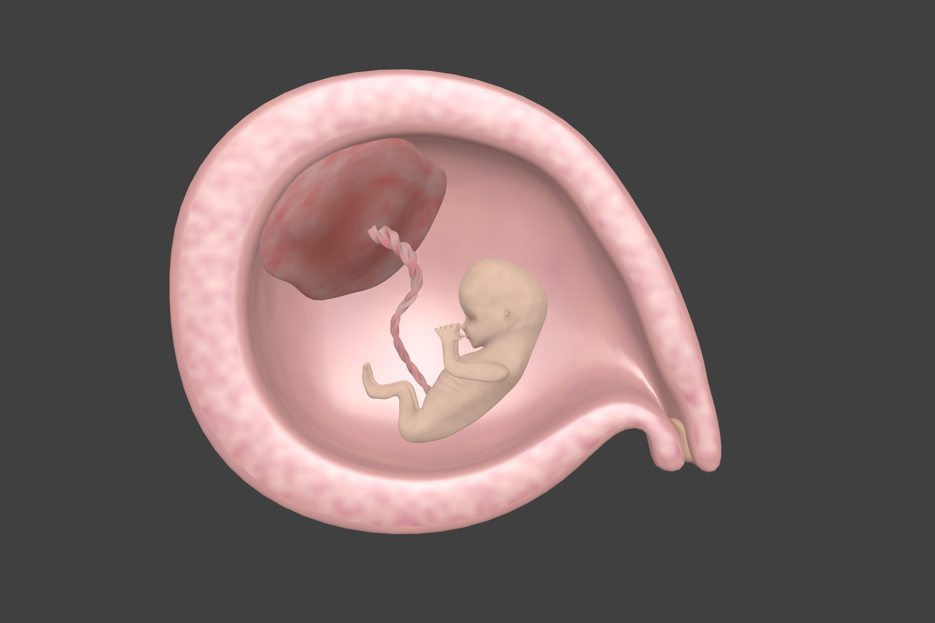 Ilustracja przedstawia płód w macicy w trzecim miesiącu ciąży. Łożysko widoczne jako ciemnoczerwona bryła po lewej stronie. Płód jest niemal wielkości łożyska. Kształtuje się twarz, zaczyna kostnieć szkielet i pracuje układ odpornościowy. Płód ma wyraźnie kończyny, porusza rękami i ustami.