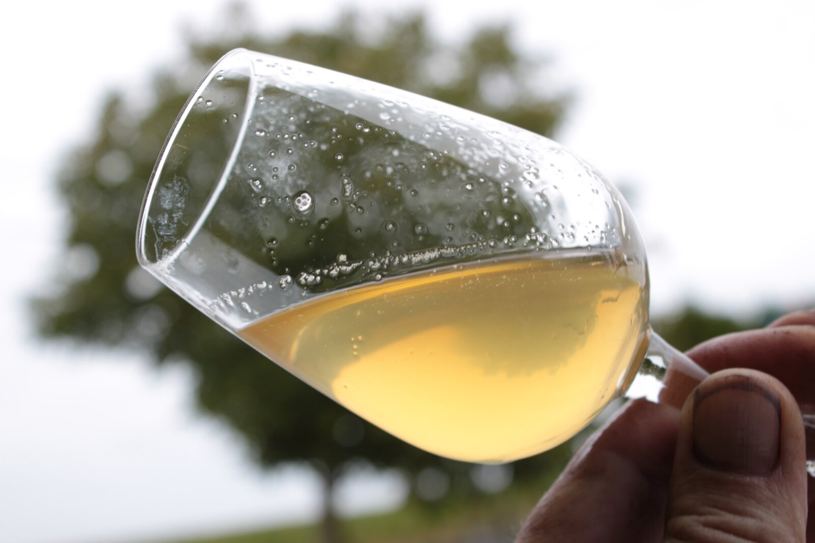 Sok sklarowany i osad z moszczu