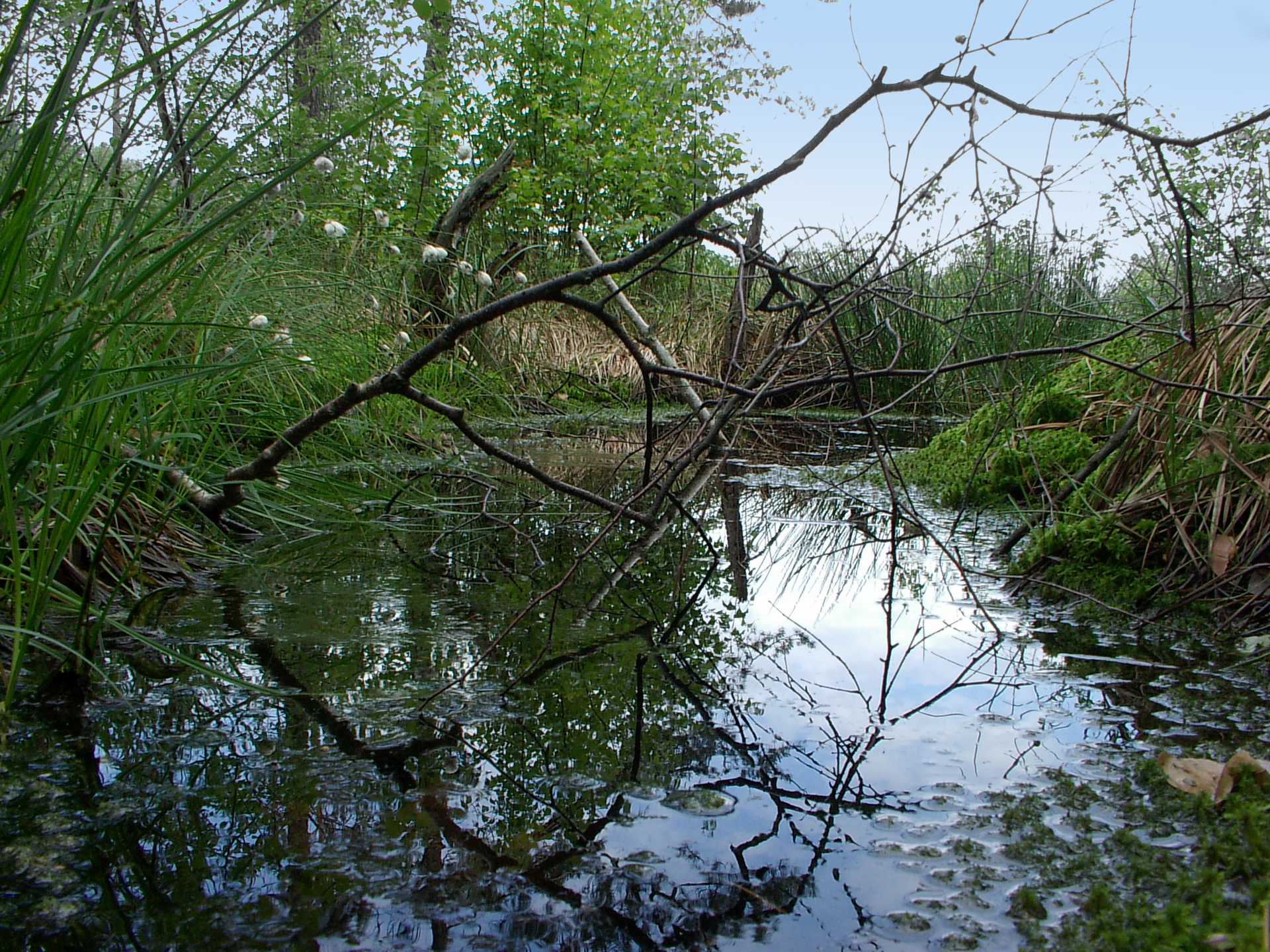 Fotografia przedstawia zalany wodą obszar. Zwisa nad nim uschnięta gałąź. Przy wodzie rosną drzewa i gęsta roślinność przybrzeżna. To rezerwat Torfowisko Rąbień w województwie łódzkim.