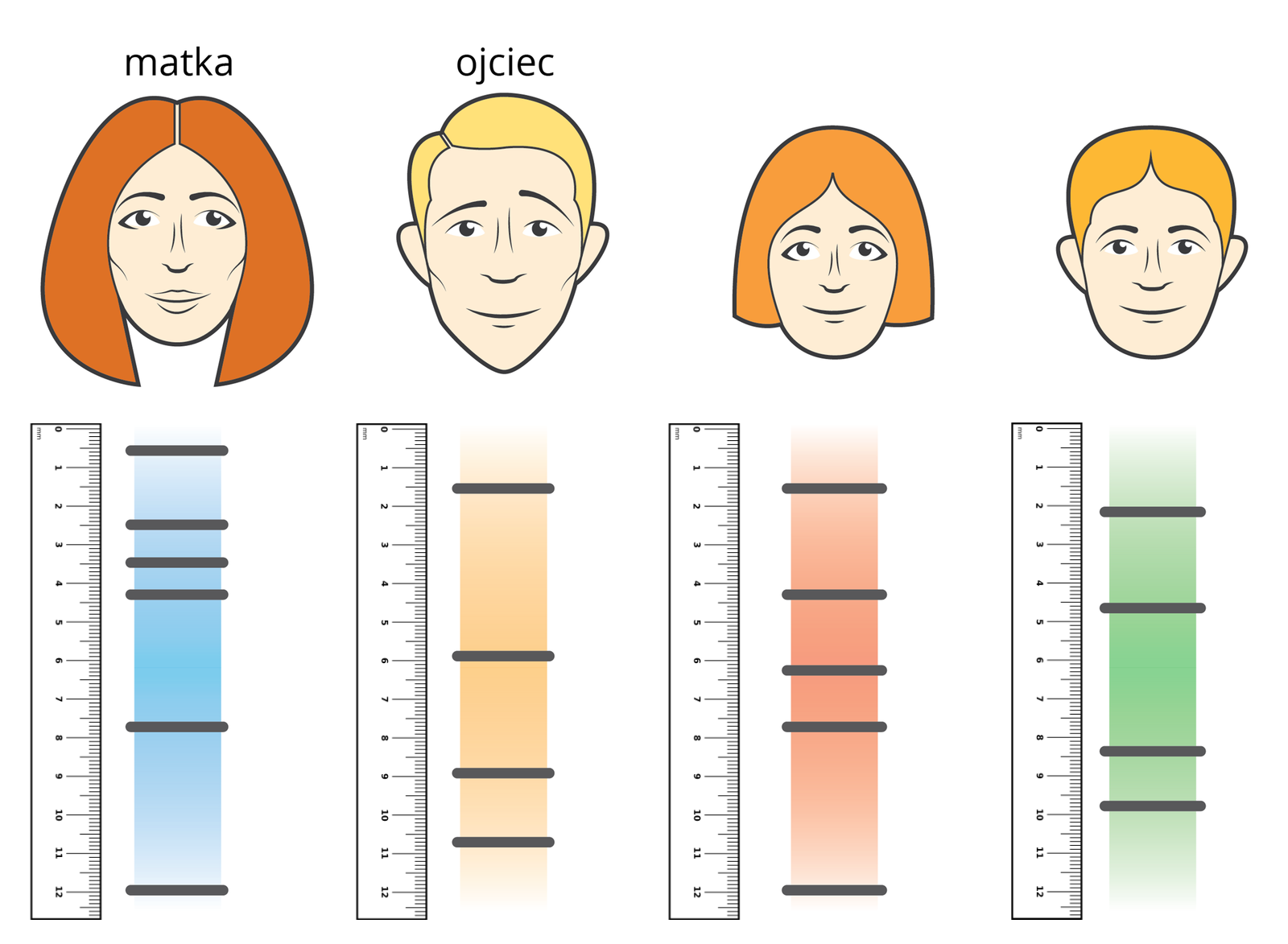 Grafika przedstawia profil genetyczny. Widać dwie głowy rodziców oraz głowy dwojga dzieci. Pod głowami widać kolorowe paski z czarnymi prążkami oznaczającymi odpowiednie odcinki DNA. Każda z osób ma inne ułożenie prążków. Obok prążków widać linijki ułatwiające ocenę wysokości ich ułożenia. Pierwsza z lewej jest matka. Jej prążki znajdują się na wysokościach: pół centymetra, dwa i pół, trzy i pół, cztery i pół, siedem i pół oraz dwanaście centymetrów. Prążki ojca znajdują się na wysokościach: półtora, lekko poniżej sześciu, dziewięć oraz dziesięć i pół. Prążki córki znajdują się na wysokościach: półtora, cztery i pół, lekko powyżej sześciu, siedem i pół oraz dwanaście. Prążki syna znajdują się na wysokościach: dwa, cztery i pół, osiem i pół, lekko poniżej dziesięciu.