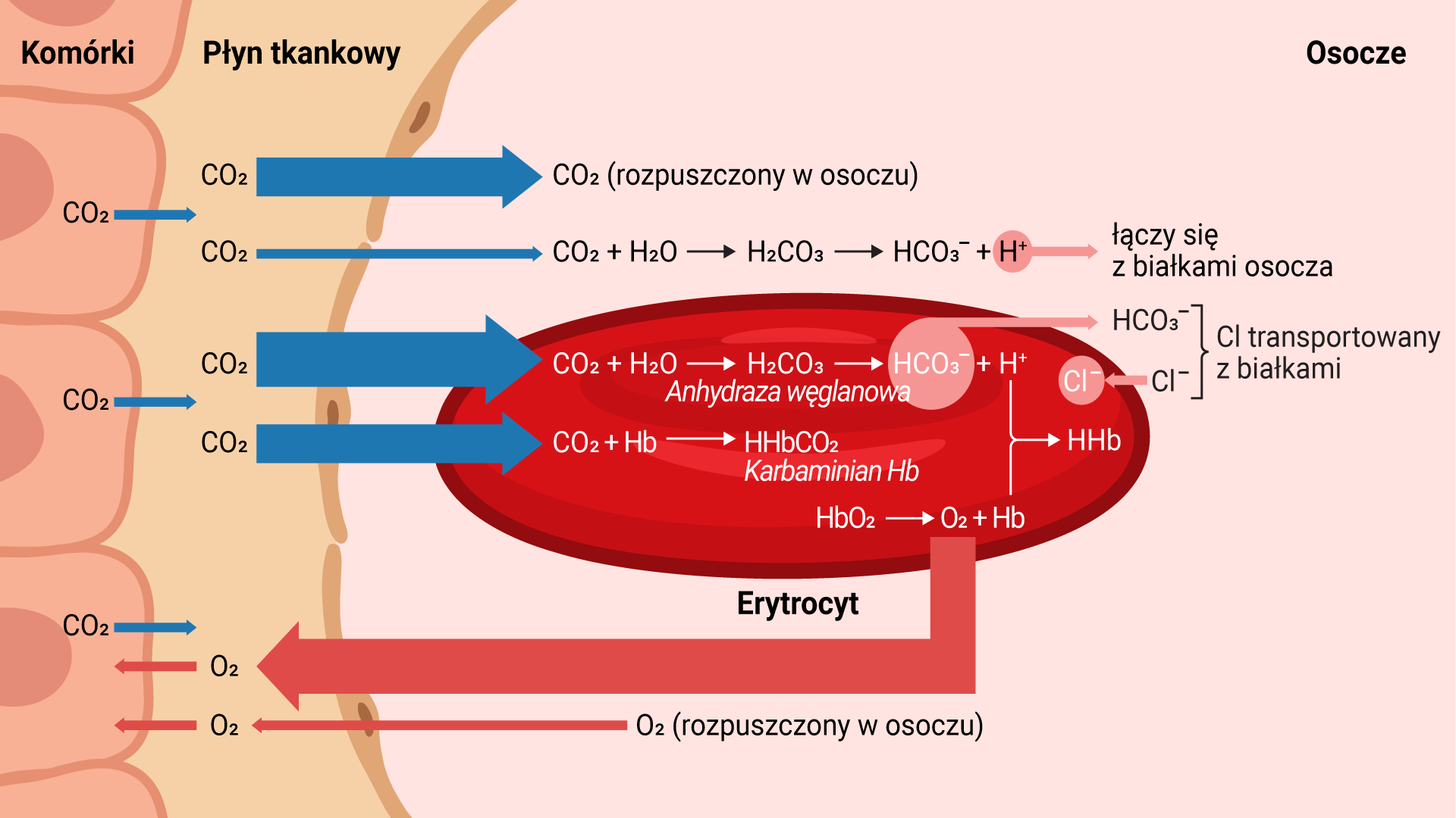 Grafika przedstawia schemat wymiany gazowej pomiędzy krwią, a komórkami ciała. W komórkach ciała znajduje się dwutlenek węgla. Jest on transportowany do płynu tkankowego. Następnie w osoczu ulega on różnym reakcjom. Duża ilość tego związku rozpuszcza się w osoczu. Znacznie mniejsza ulega w osoczu reakcji: dwutlenek węgla dodać jedna cząsteczka wody strzałka w prawo h indeks dolny 2 c o indeks dolny 3 strzałka w prawo h c o indeks dolny 3 indeks górny minus plus h indeks górny plus. H plus łączy się z białkami osocza. Część dwutlenku węgla z płynu tkankowego przedostaje się do erytrocytu, gdzie ulega następującym łańcuchom reakcji: Dwutlenek węgla plus woda strzałka w prawo h indeks dolny 2 c o indeks dolny 3 strzałka w prawo h c o indeks dolny 3 indeks górny minus plus h indeks górny plus. H c o indeks dolny 3 indeks górny minus transportowany jest na zewnątrz erytrocytu, natomiast do jego wnętrza dostaje się Cl indeks górny minus. Natomiast H indeks górny plus łączy się z Hb powstałym z rozkładu kompleksu Hb O indeks dolny 2, tworząc związek HHb. Tlen powstały w tym rozkładzie jest transportowany w większej części do płynu tkankowego, a z niego bezpośrednio do komórek, natomiast jego mniejsza część rozpuszcza się w osoczu, z którego wchłaniana jest przez płyn tkankowy i dalej do komórek ciała. Nieco mniejsza ilość dwutlenku węgla bierze udział w reakcji z Hb, tworząc kompleks Hb C O indeks dolny 2 – Karabaminian Hb.