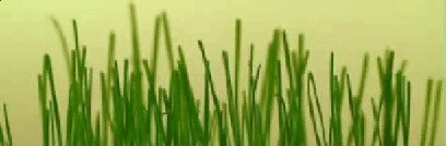 Grafika animowana. Prezentuje rosnącą trawę w przyspieszonym tempie.