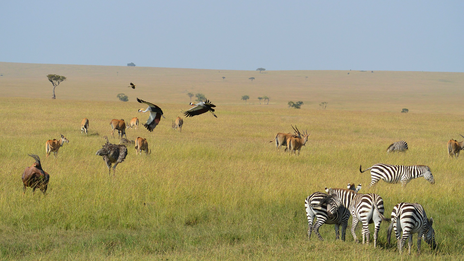 Zdjęcie przedstawia zwierzęta w ich naturalnym środowisku na stepie. Na zdjęciu widoczne są antylopy, zebry oraz dzikie ptaki.