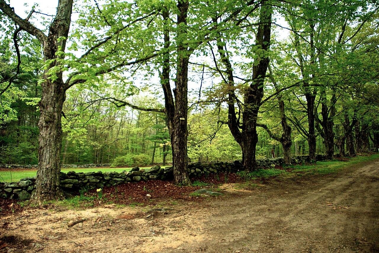 Na zdjęciu Klony. Kilka drzew rosnących rzędem wzdłuż polnej drogi. Za nimi znajduje się murek zbudowany z kamieni. Wokół rosną drzewa. 