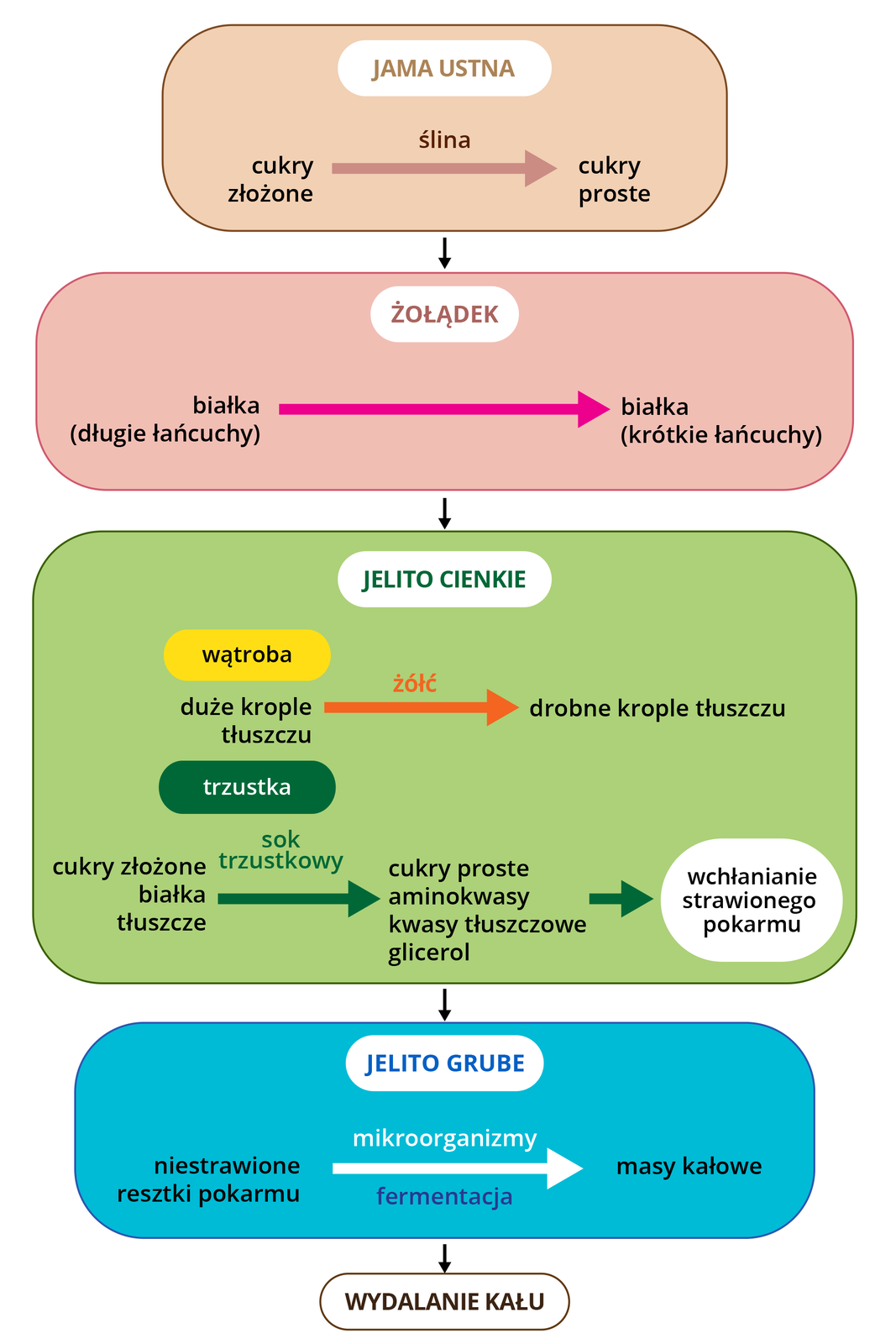 Schemat przedstawiający trawienie chemiczne w przewodzie pokarmowym. Schemat rozpoczyna się od jamy ustnej, od napisu cukry złożone prowadzi strzałka, nad którą znajduje się napis ślina, do napisu cukry proste. Od jamy ustnej strzałka prowadzi do żołądka. Od napisu białka (długie łańcuchy) prowadzi strzałka do napisu białka (krótkie łańcuchy). Od żołądka strzałka prowadzi do jelita cienkiego. Pod napisem wątroba znajduje się napis duże krople tłuszczu, od którego poprowadzono strzałkę z napisem żółć do napisu drobne krople tłuszczu. Poniżej znajduje się napis trzustka, pod którym znajduje się napis cukry złożone, białka, tłuszcze od którego poprowadzono strzałkę do napisu cukry proste, aminokwasy, kwasy tłuszczowe, glicerol. Nad strzałką znajduje się napis sok trzustkowy. Od napisu cukry proste, aminokwasy, kwasy tłuszczowe, glicerol strzałka prowadzi do owalu z napisem wchłanianie strawionego pokarmu. Od jelita cienkiego strzałka prowadzi do jelita grubego. Od napisu niestrawione resztki pokarmu prowadzi strzałka do napisu masy kałowe. Nad strzałką znajduje się napis mikroorganizmy, pod nią napis fermentacja. Od jelita grubego strzałka prowadzi do napisu wydalanie kału.