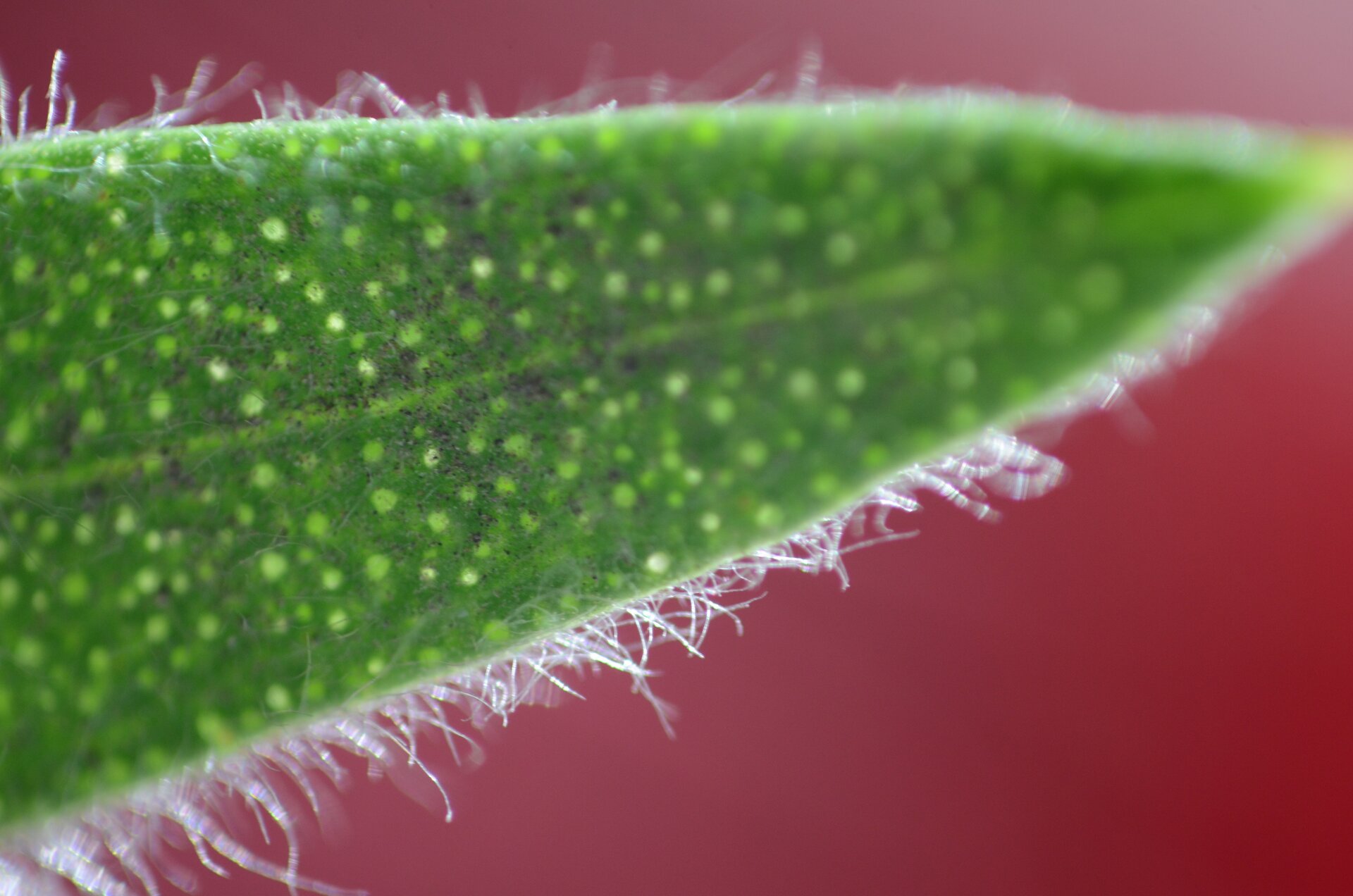 Na fotografii w zbliżeniu znajduje się fragment podłużnego liścia. Widoczny jest centralnie położony nerw, jaśniejsze, seledynowe punkty na powierzchni oraz cienkie, białe włoski na brzegach liścia.
