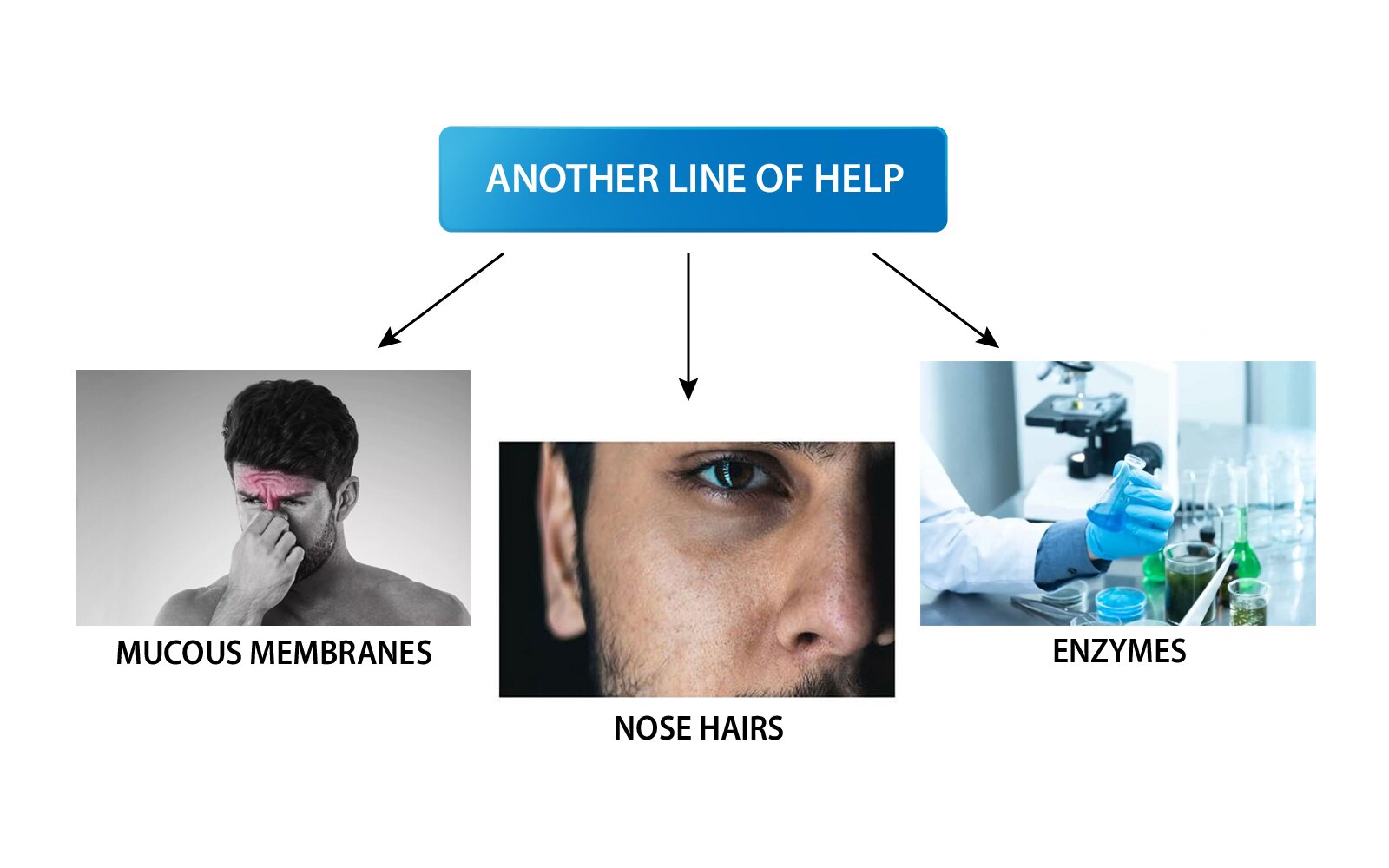 Ilustracja, na środku której znajduje się napis ,,Another line of help''. Od napisu poprowadzone są strzałki w dół, do trzech zdjęć. Pierwsze z nich przedstawia mężczyznę trzymającego się za nos i jest podpisane ,,mucous membranes'', drugie przedstawia fragment męskiej twarzy - widoczne jest jedno oko, nos oraz ucho. Zdjęcie podpisane: ,,nose hairs''. Ostatnia fotografia przedstawia rękę, ubraną w rękawiczkę, trzymającą próbówkę z niebieską cieczą. Po otoczeniu widać, iż zostało ono zrobione w laboratorium. Zdjęcie podpisane jest: ,,enzymes''.
